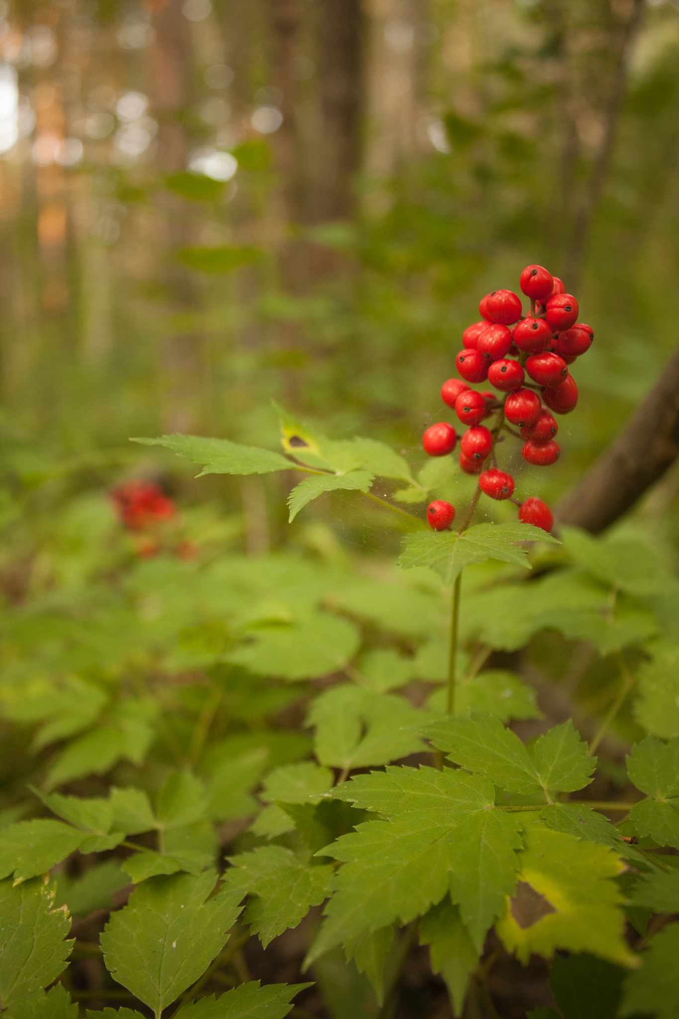 Canon EOS 5D Mark II + Canon EF-S 18-55mm F3.5-5.6 IS sample photo. Red berry photography