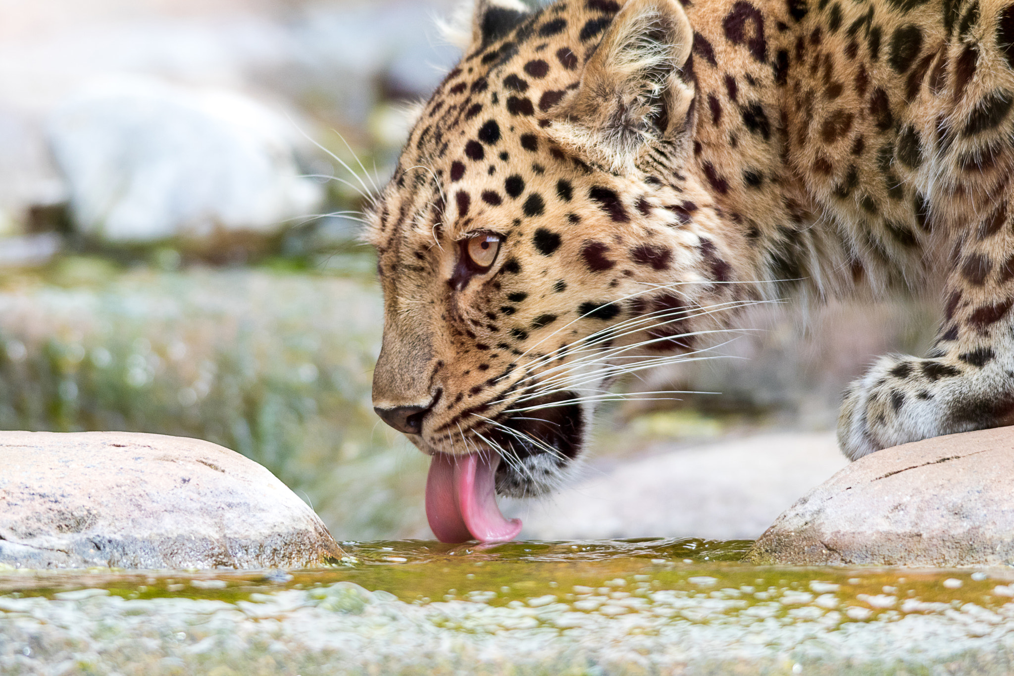 Sigma 150-500mm F5-6.3 DG OS HSM sample photo. Quench photography