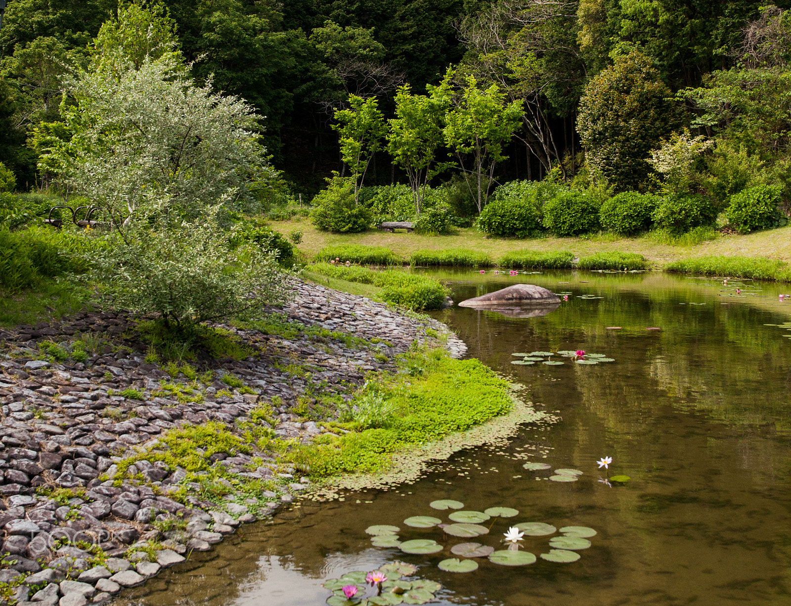 Sigma 24-35mm F2 DG HSM Art sample photo. Warm garden photography