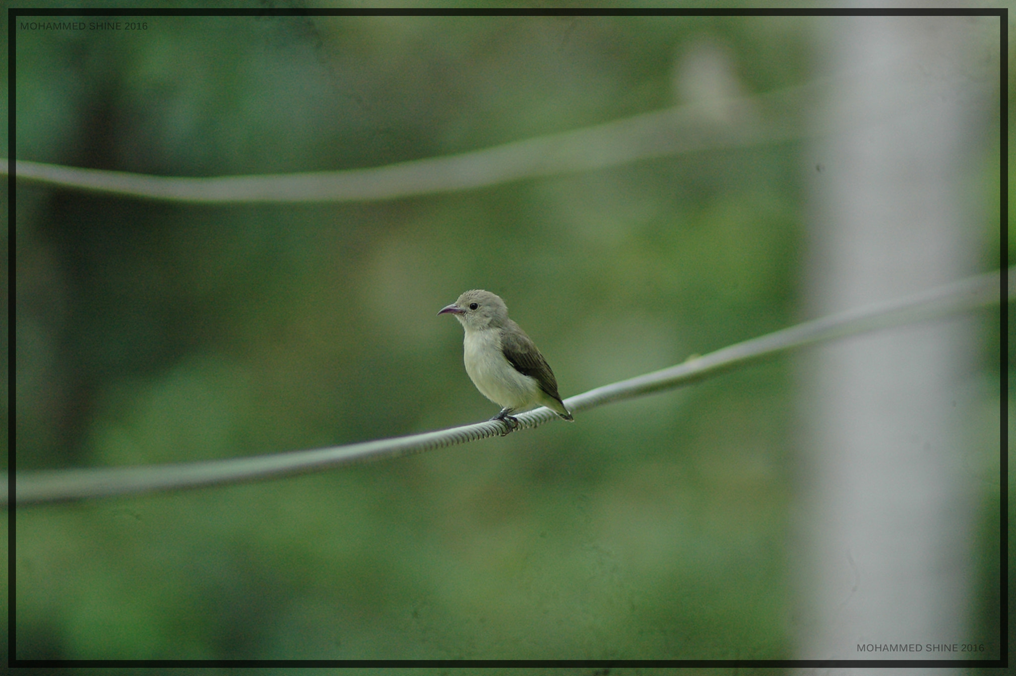 Nikon AF Nikkor 70-300mm F4-5.6G sample photo. Nilgiri flowerpecker photography
