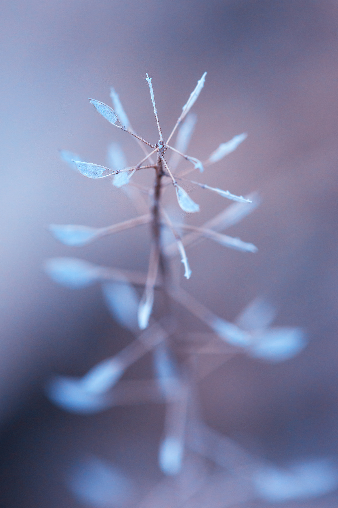 70-200mm F2.8 sample photo. Fragile photography
