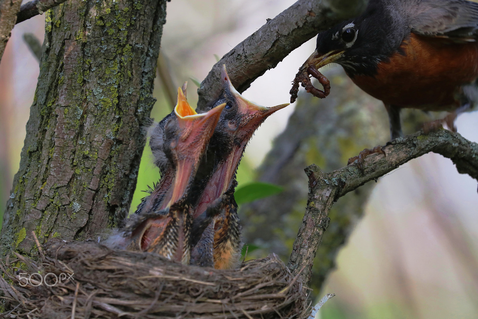 Canon EOS 760D (EOS Rebel T6s / EOS 8000D) sample photo. American robin - feeding photography