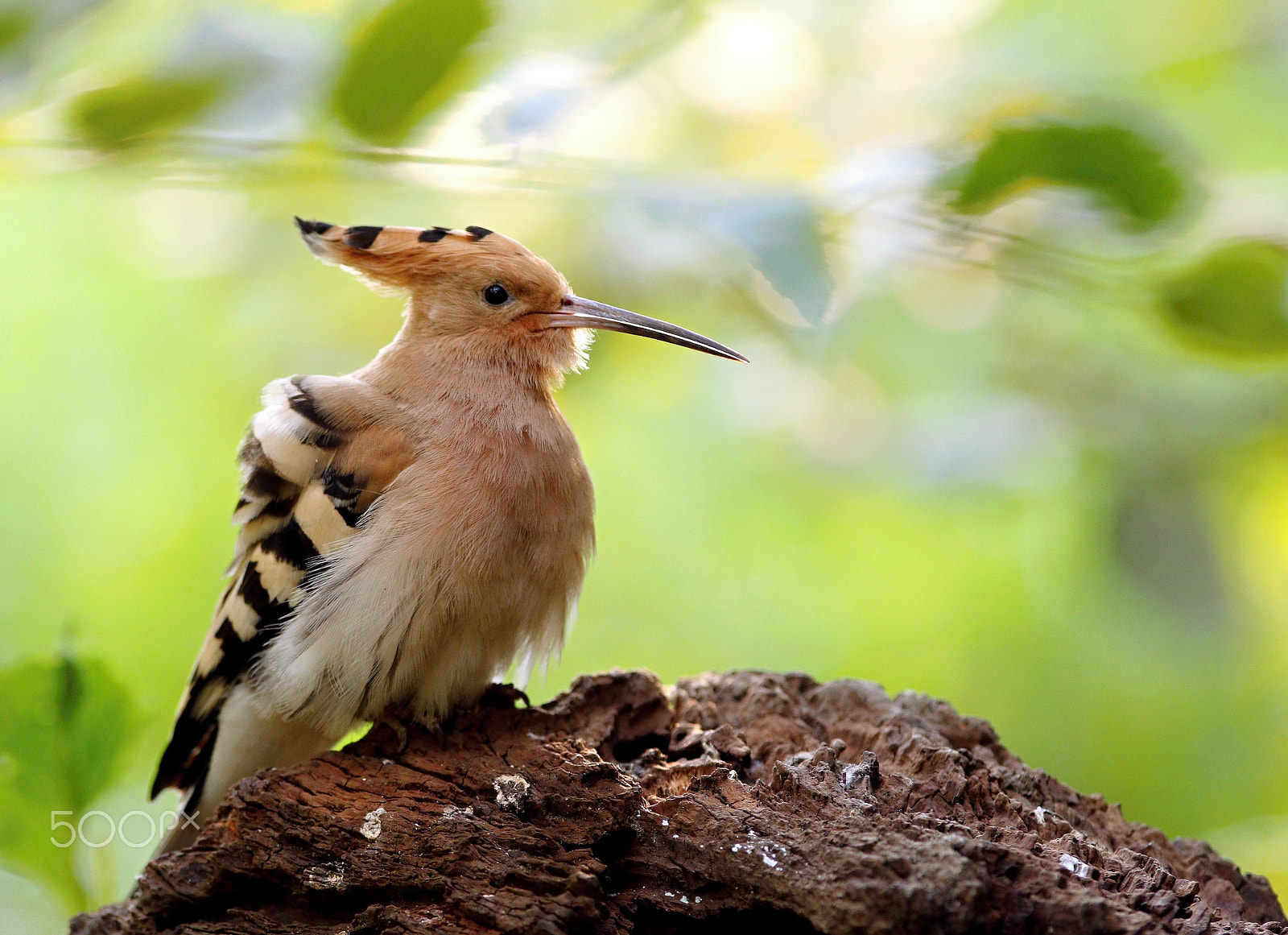 Canon EOS 760D (EOS Rebel T6s / EOS 8000D) + Canon EF 300mm F2.8L IS USM sample photo. Hoopoe photography