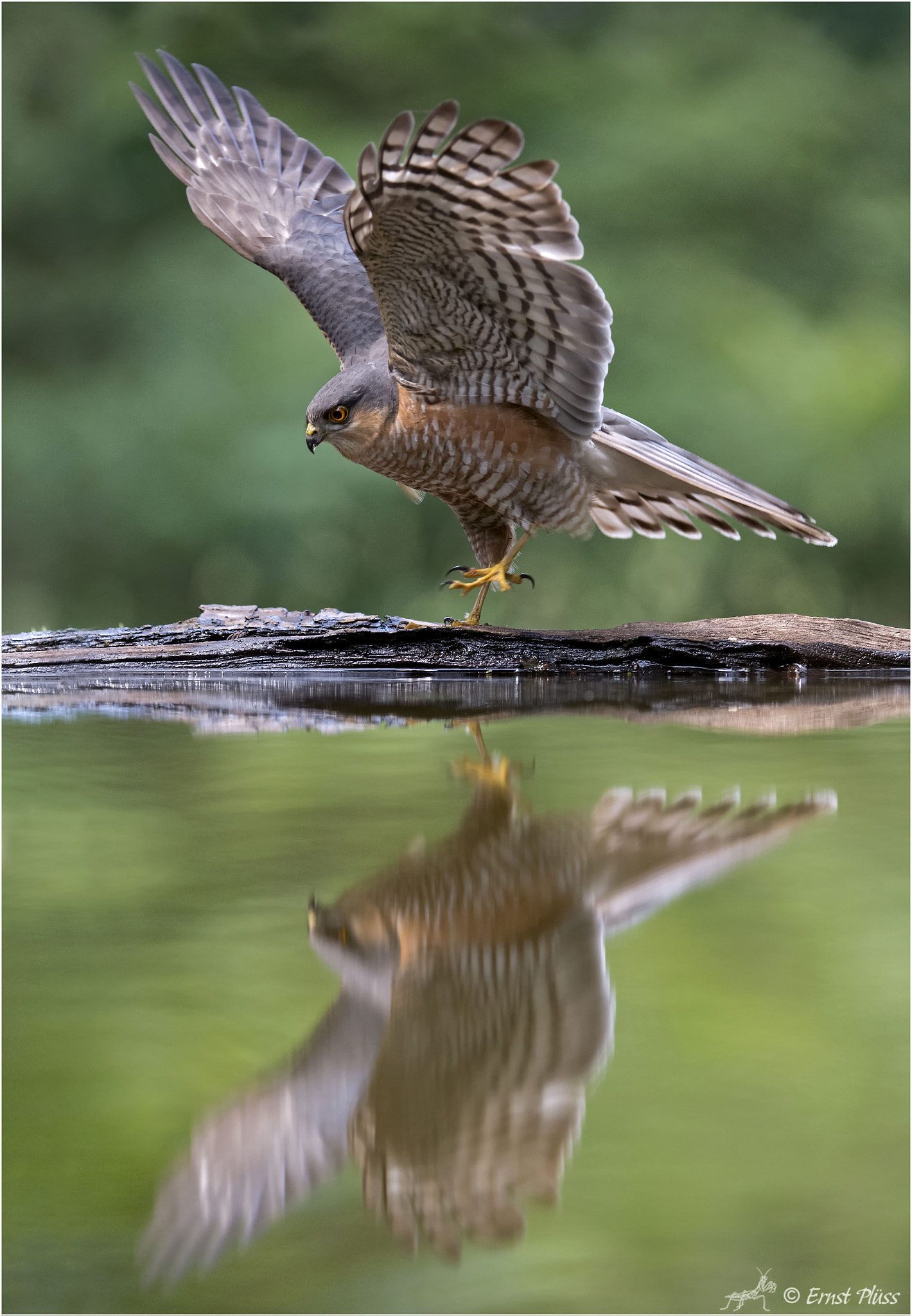 Nikon D5 sample photo. Eurasian sparrowhawk photography