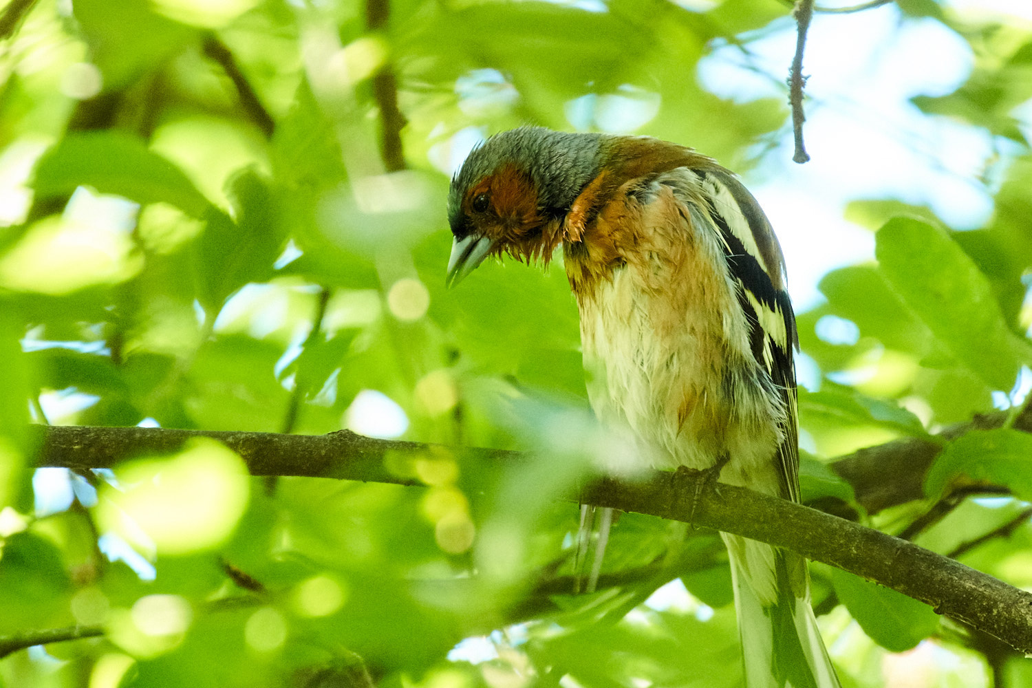 Olympus PEN-F + LEICA DG 100-400/F4.0-6.3 sample photo. Fluffed photography