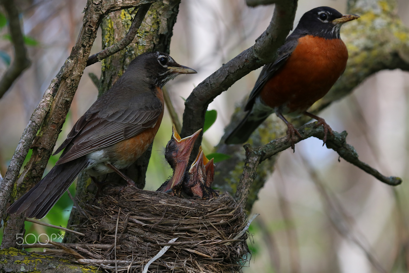 Canon EOS 760D (EOS Rebel T6s / EOS 8000D) sample photo. American robin family photography