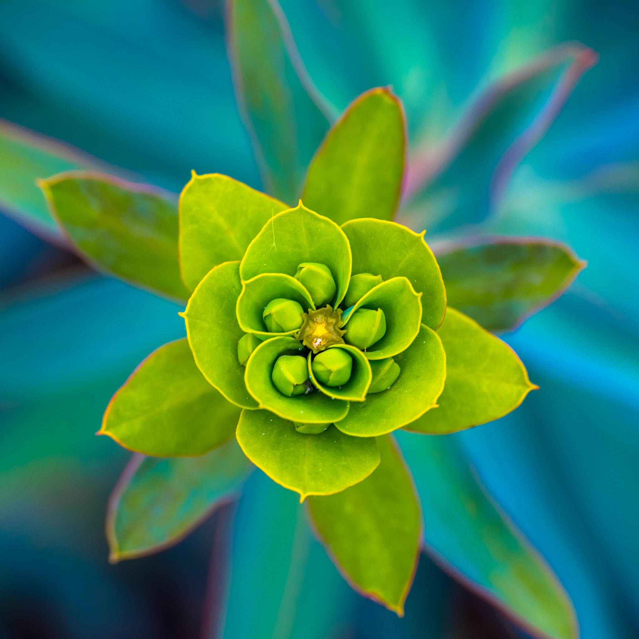 Sigma 70-300mm F4-5.6 APO DG Macro sample photo. Flor photography