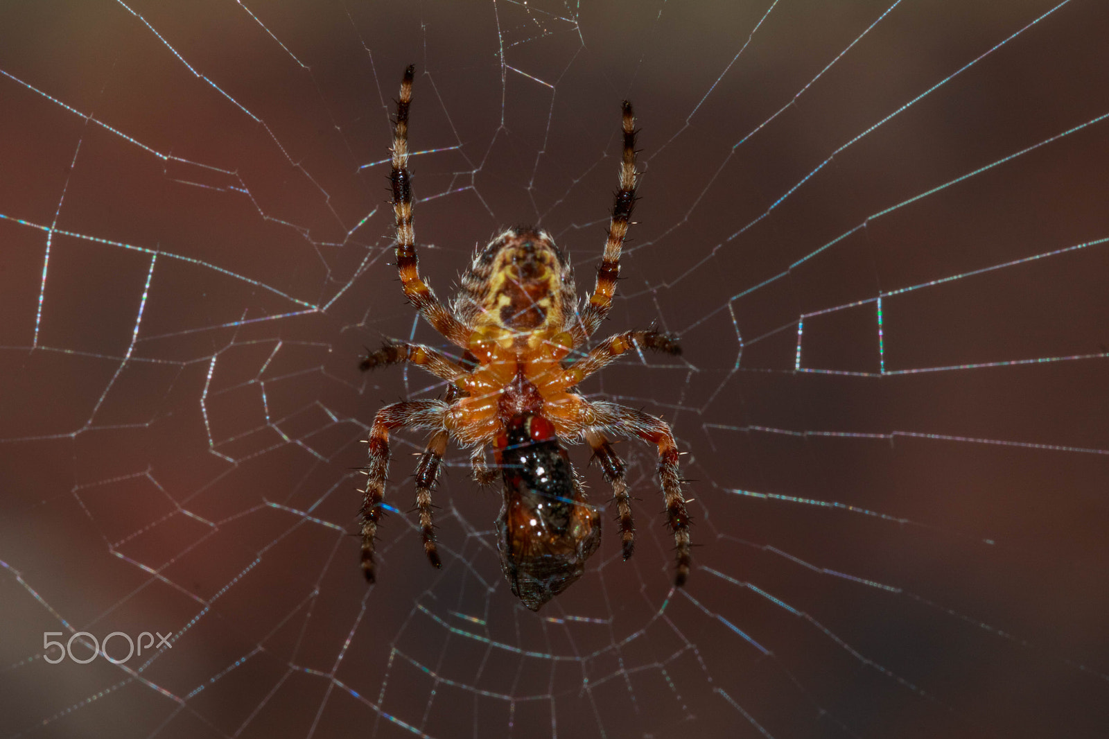 Canon EF 100mm F2.8 Macro USM sample photo. Spider and fly photography