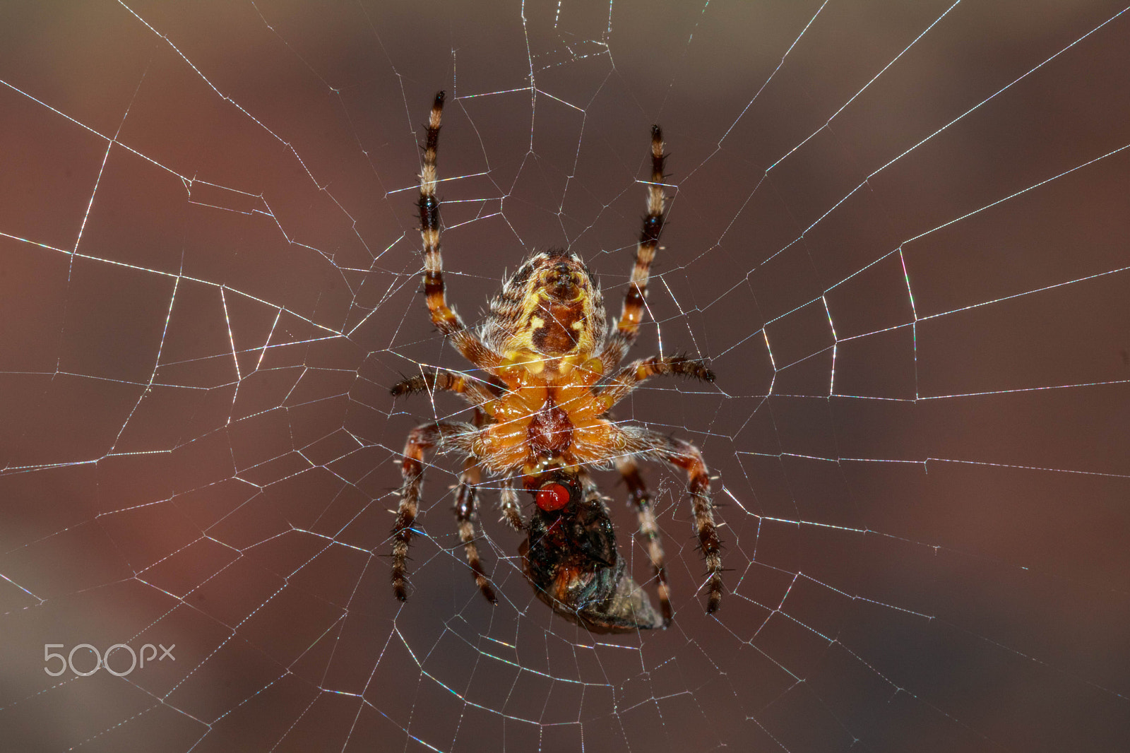 Canon EF 100mm F2.8 Macro USM sample photo. Spider and fly photography