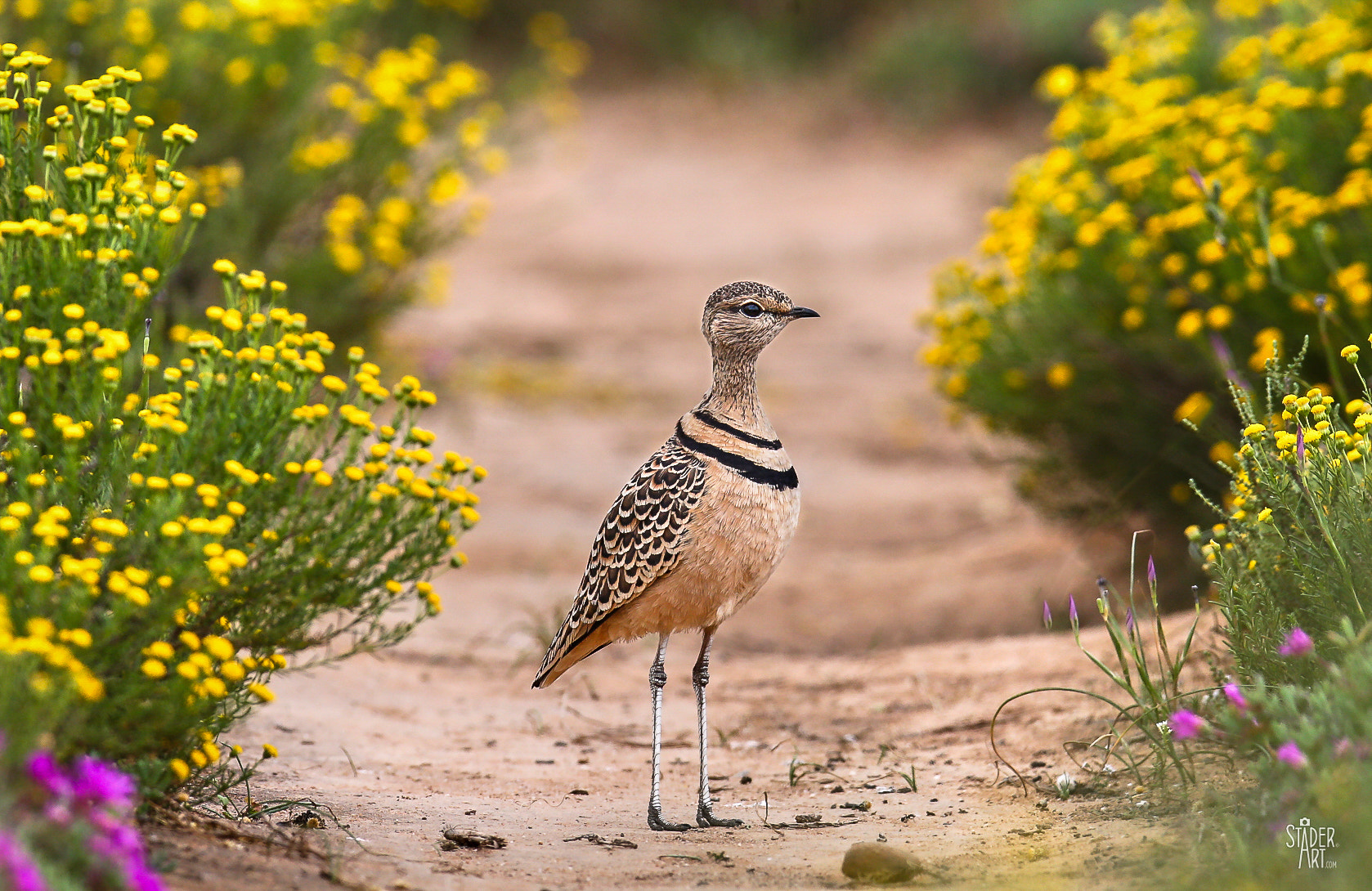 Canon EF 400mm F2.8L IS II USM sample photo. Double-banded courser photography