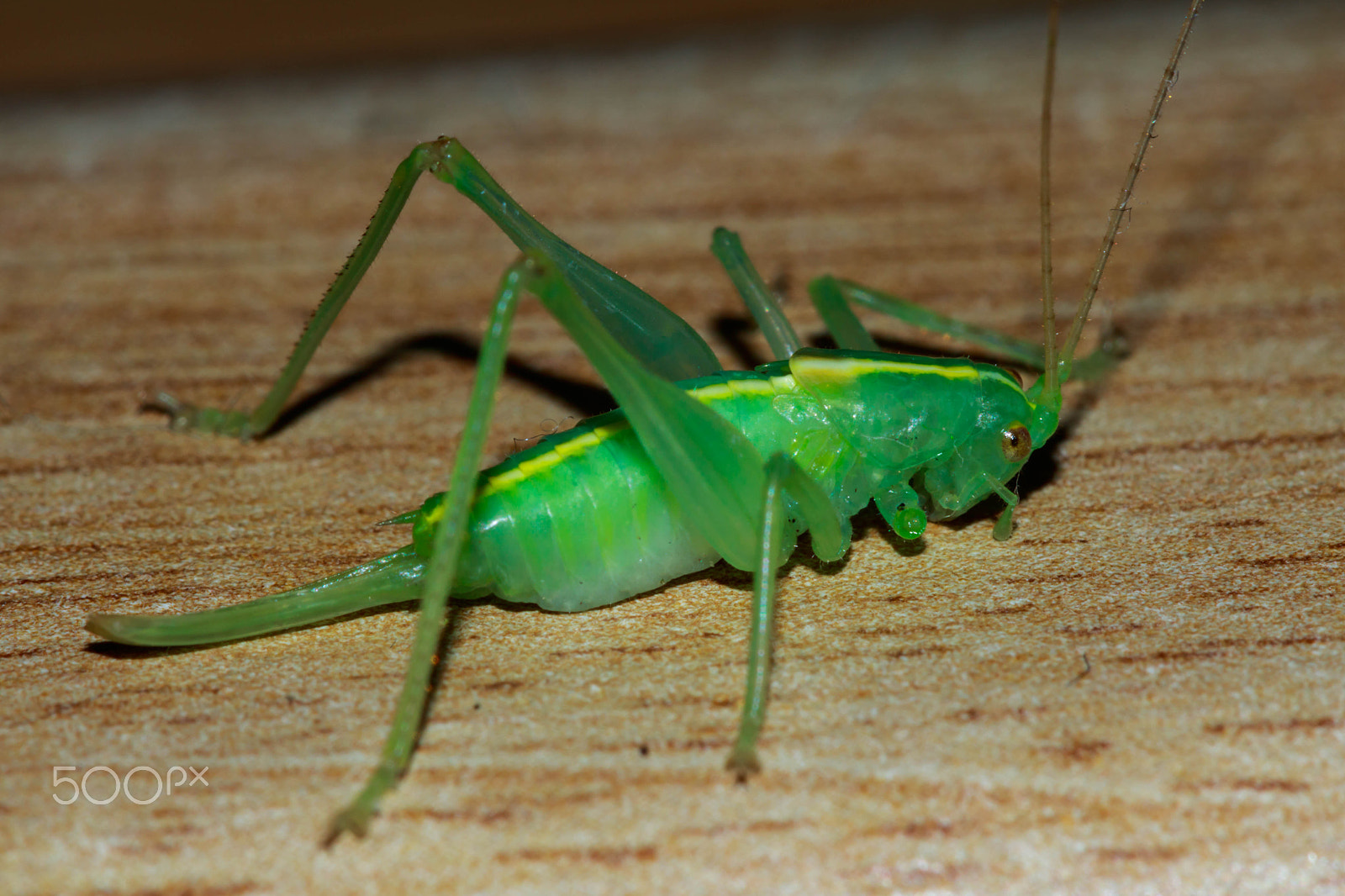 Canon EF 100mm F2.8 Macro USM sample photo. Grass hopper with broken leg photography
