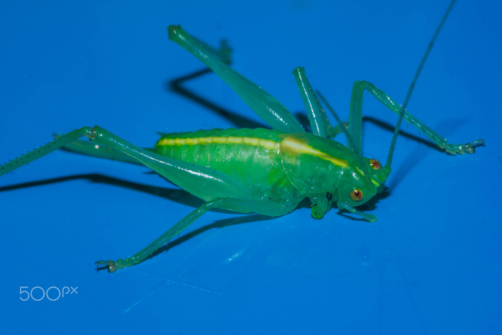 Canon EF 100mm F2.8 Macro USM sample photo. Grass hopper with broken leg photography