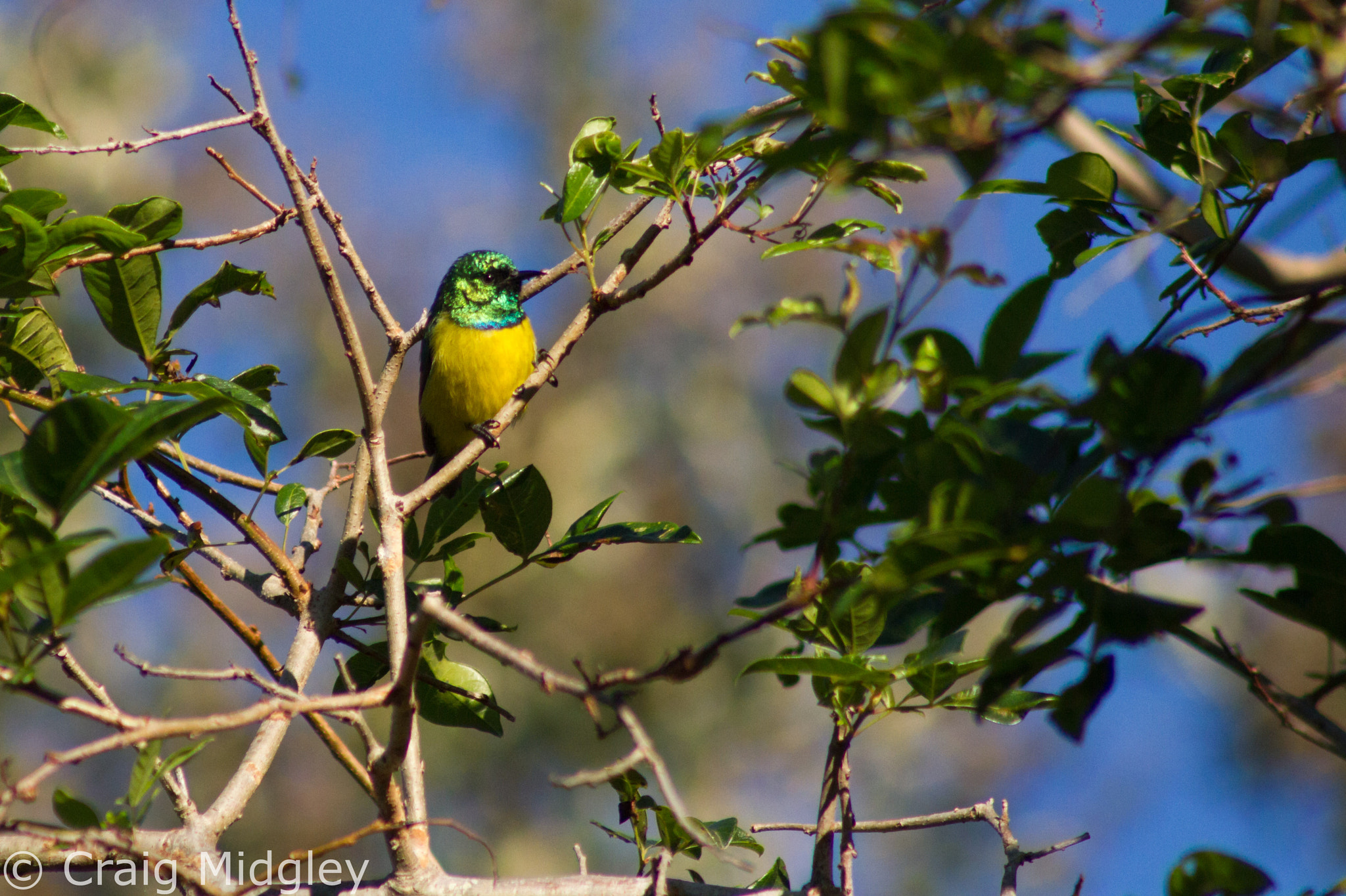 Canon EF 75-300mm f/4-5.6 USM sample photo. Collared sunbird photography