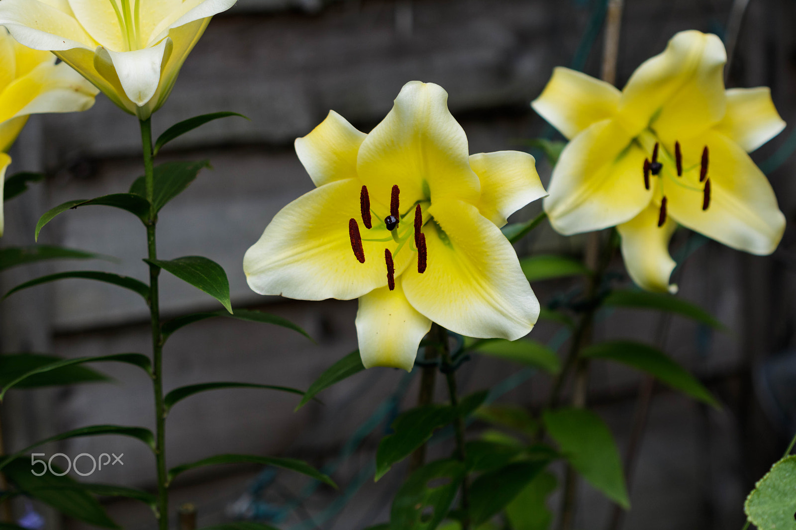 Canon EF 100mm F2.8 Macro USM sample photo. Yellow lilly photography