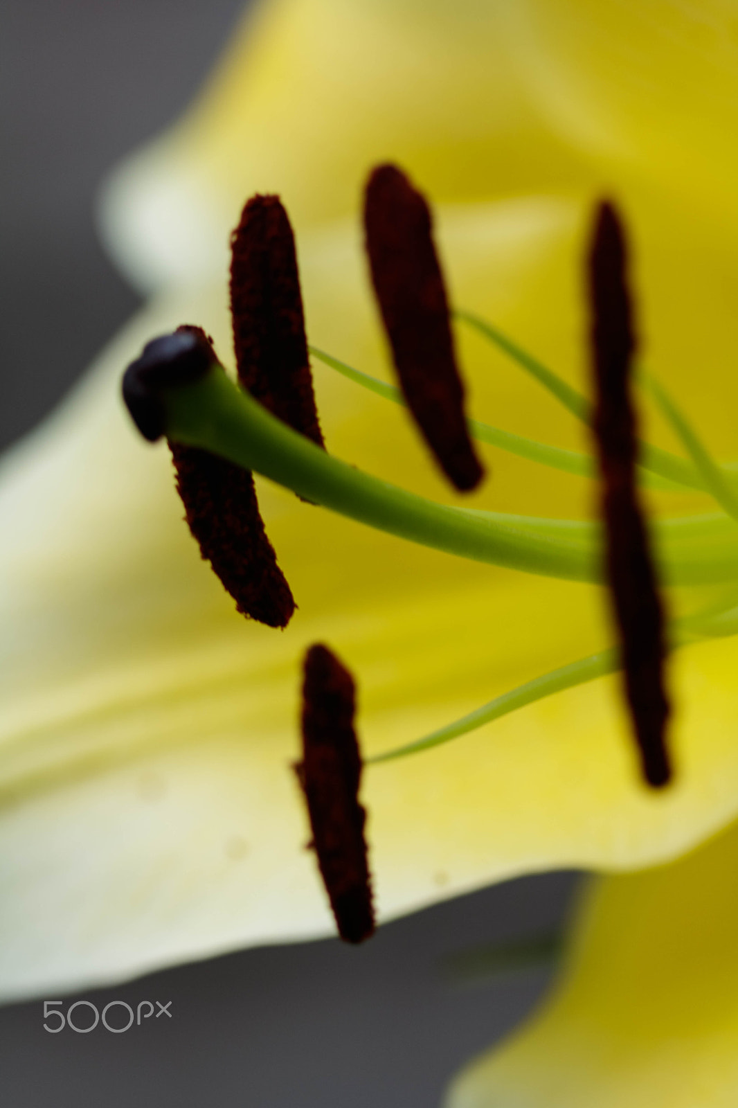 Canon EF 100mm F2.8 Macro USM sample photo. Yellow lilly photography