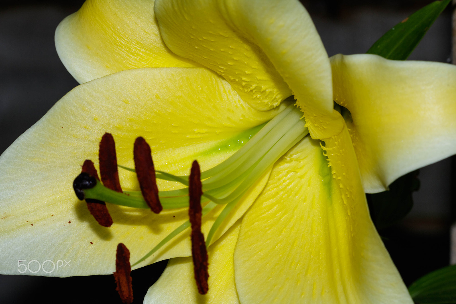 Canon EF 100mm F2.8 Macro USM sample photo. Yellow lilly photography