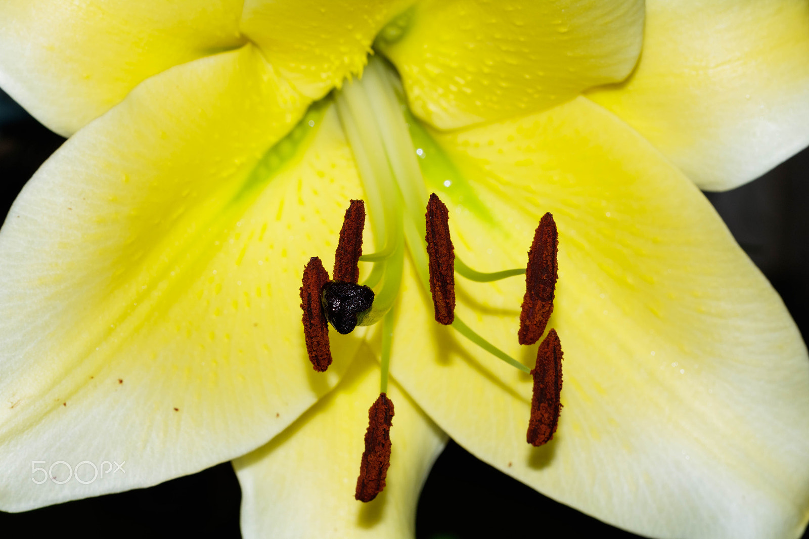 Canon EF 100mm F2.8 Macro USM sample photo. Yellow lilly photography
