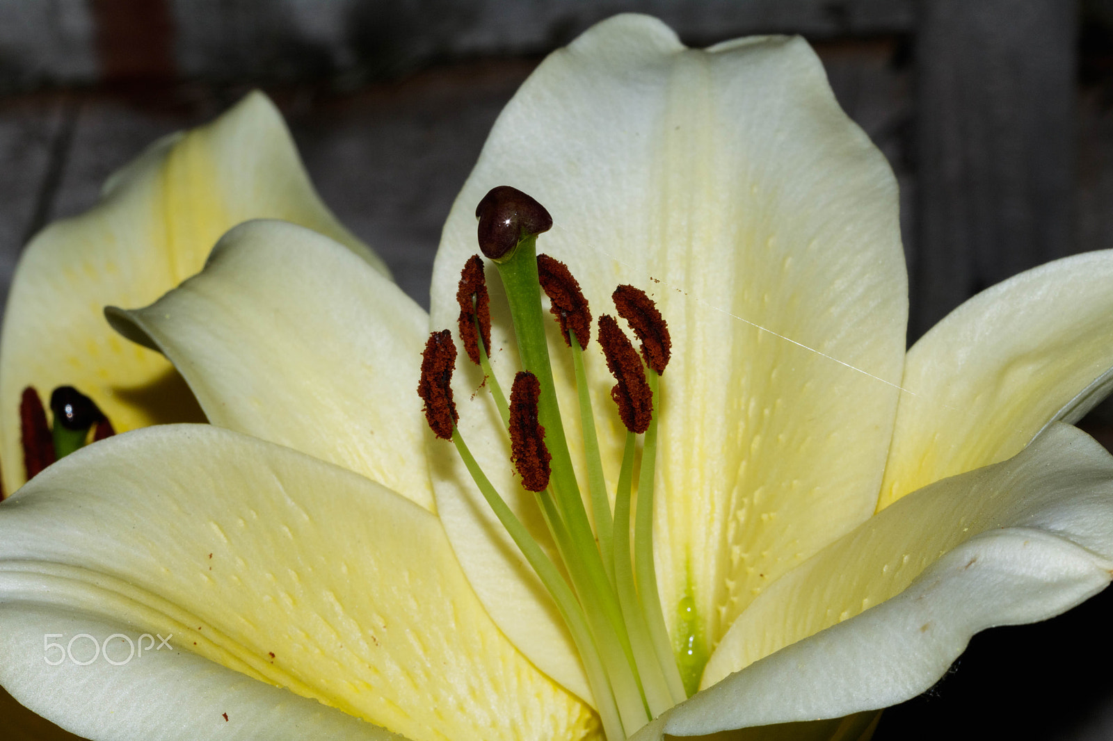 Canon EF 100mm F2.8 Macro USM sample photo. Yellow lilly photography