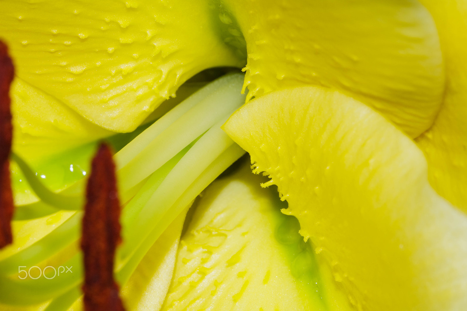 Canon EF 100mm F2.8 Macro USM sample photo. Yellow lilly photography