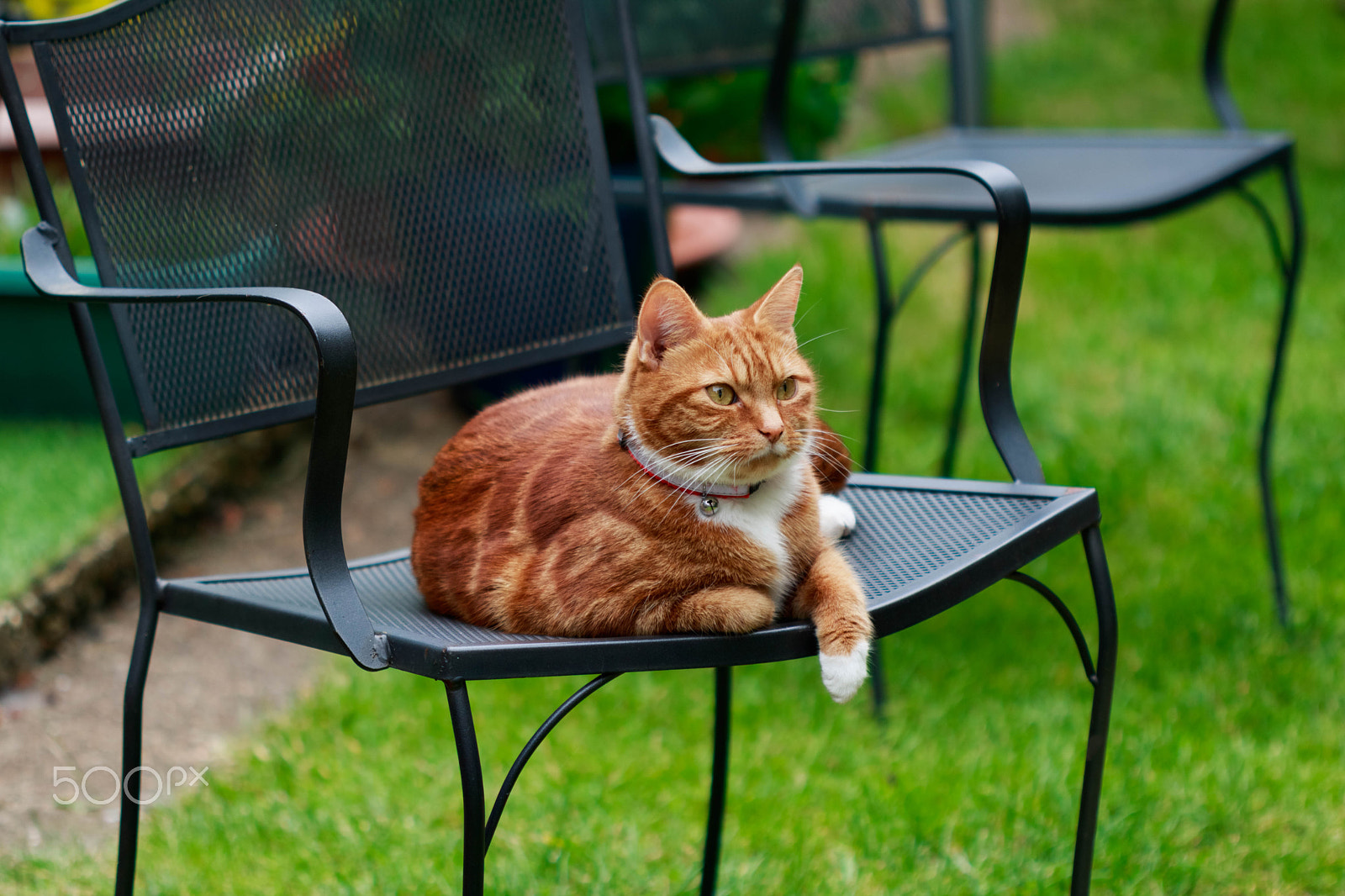 Canon EF 100mm F2.8 Macro USM sample photo. Cronky and his chair photography
