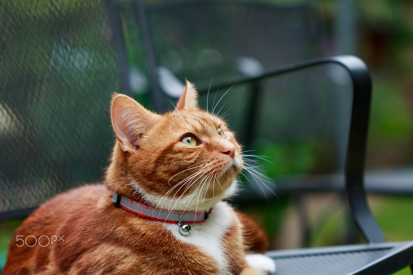 Canon EF 100mm F2.8 Macro USM sample photo. Cronky and his chair photography