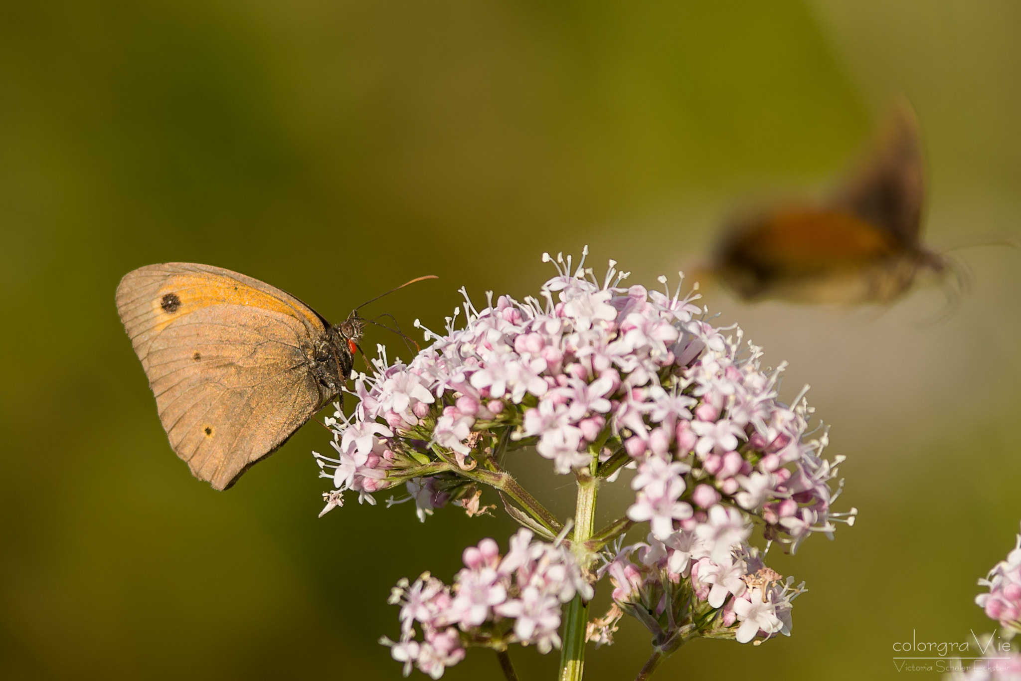 Sigma 70-200mm F2.8 EX DG OS HSM sample photo. Meadow brown i photography