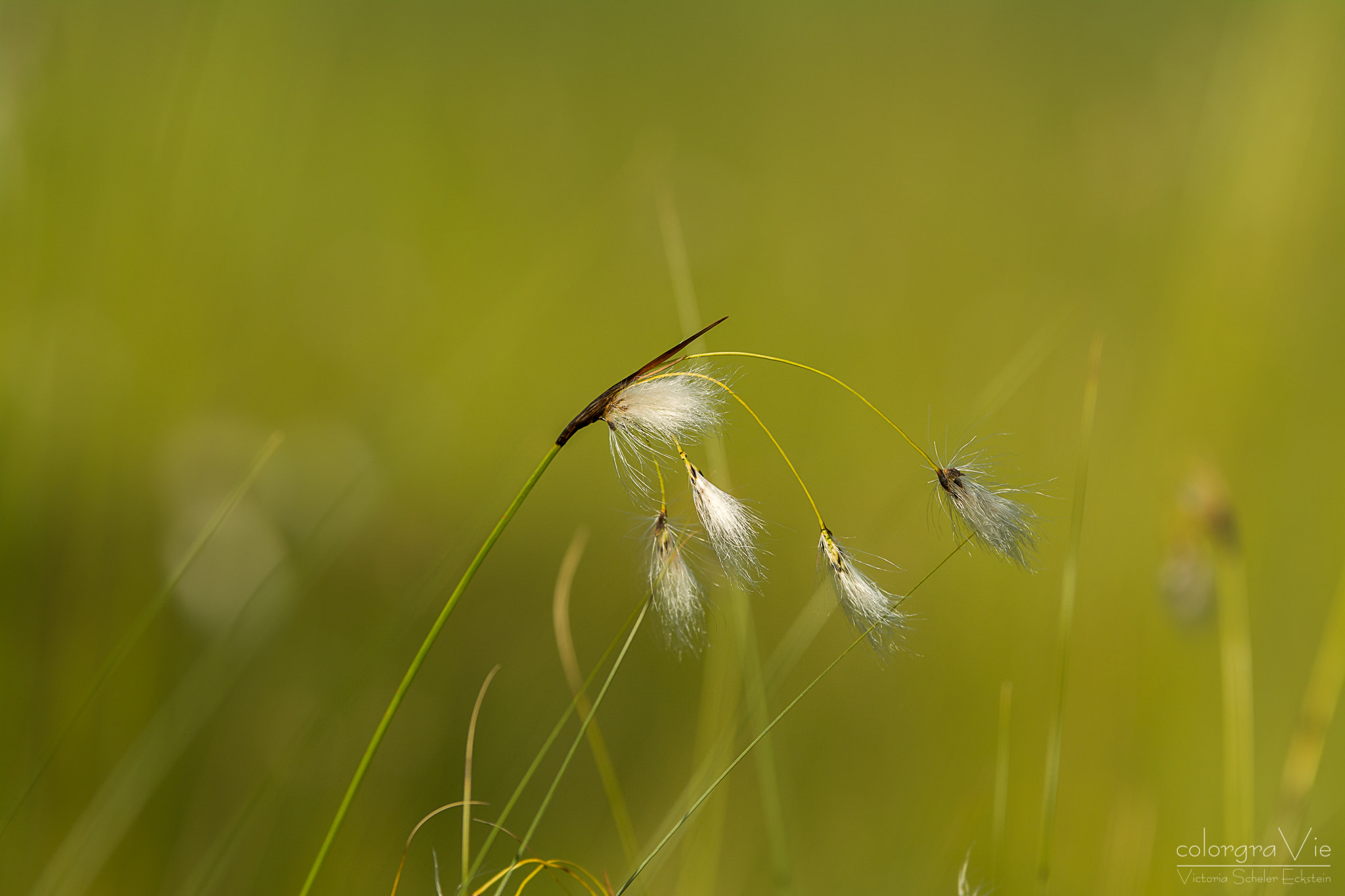 Sigma 70-200mm F2.8 EX DG OS HSM sample photo. Cottongrass photography