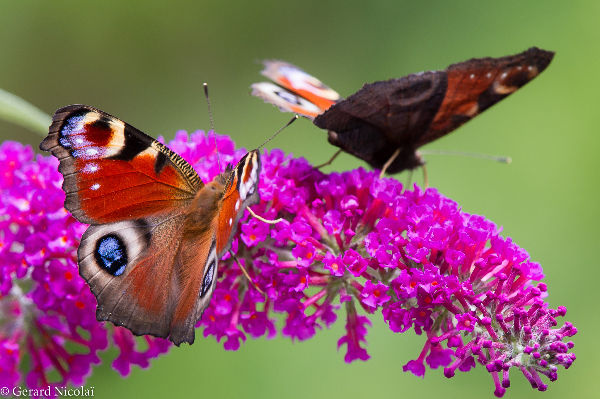 Canon EF 300mm F2.8L IS USM sample photo. Peacock butterfly photography