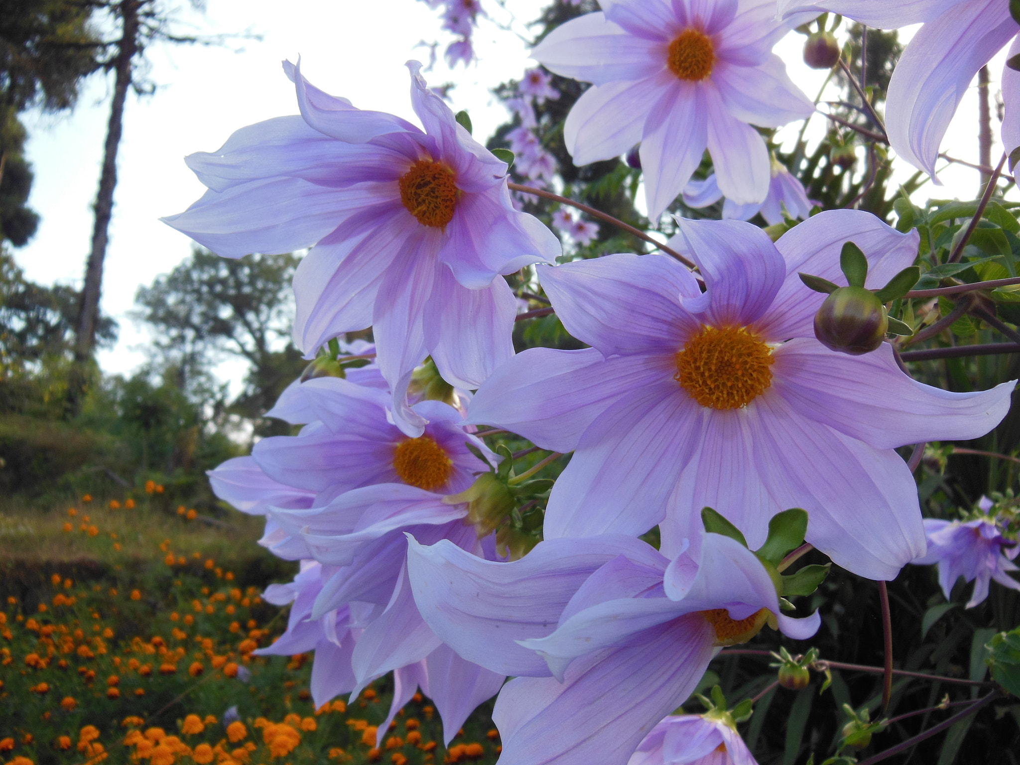 Nikon COOLPIX S9200 sample photo. Purple picture photography