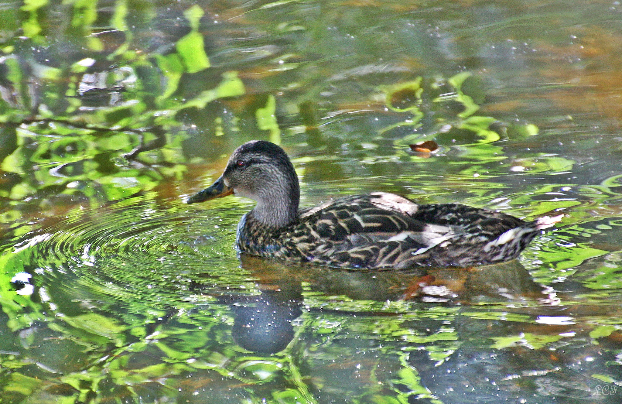 Canon EOS 450D (EOS Rebel XSi / EOS Kiss X2) sample photo. Duck... photography