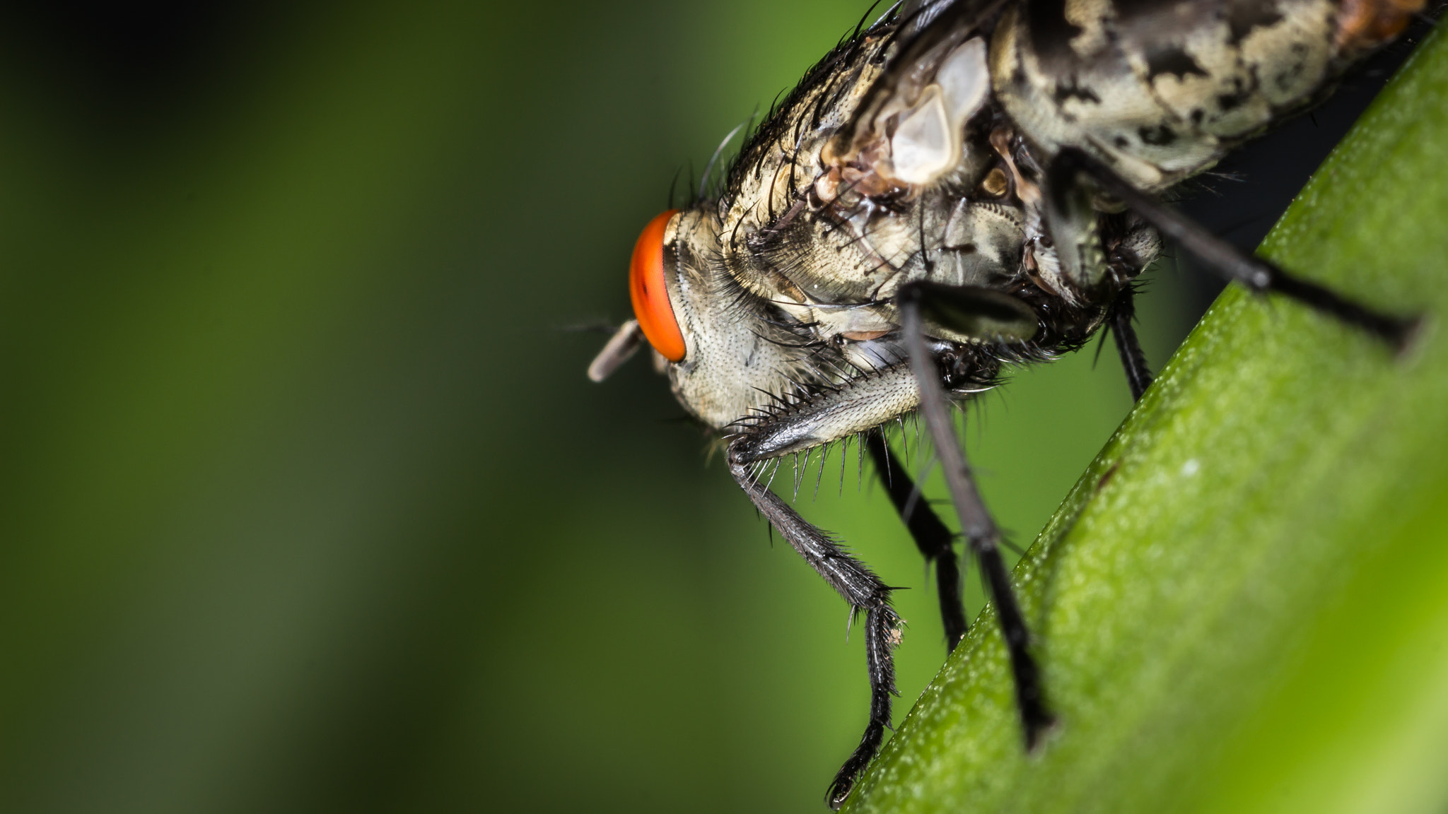 Canon EOS 600D (Rebel EOS T3i / EOS Kiss X5) + Tamron SP AF 90mm F2.8 Di Macro sample photo. Large fly low angle photography