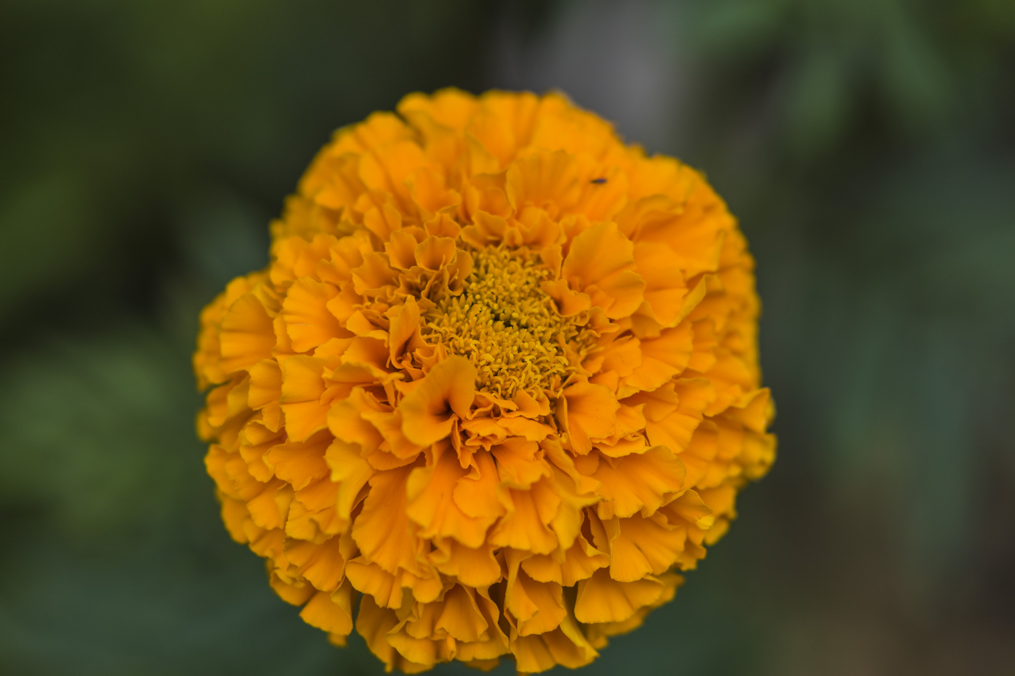 Canon EOS 5DS + Canon EF 100mm F2.8L Macro IS USM sample photo. Tagetes photography