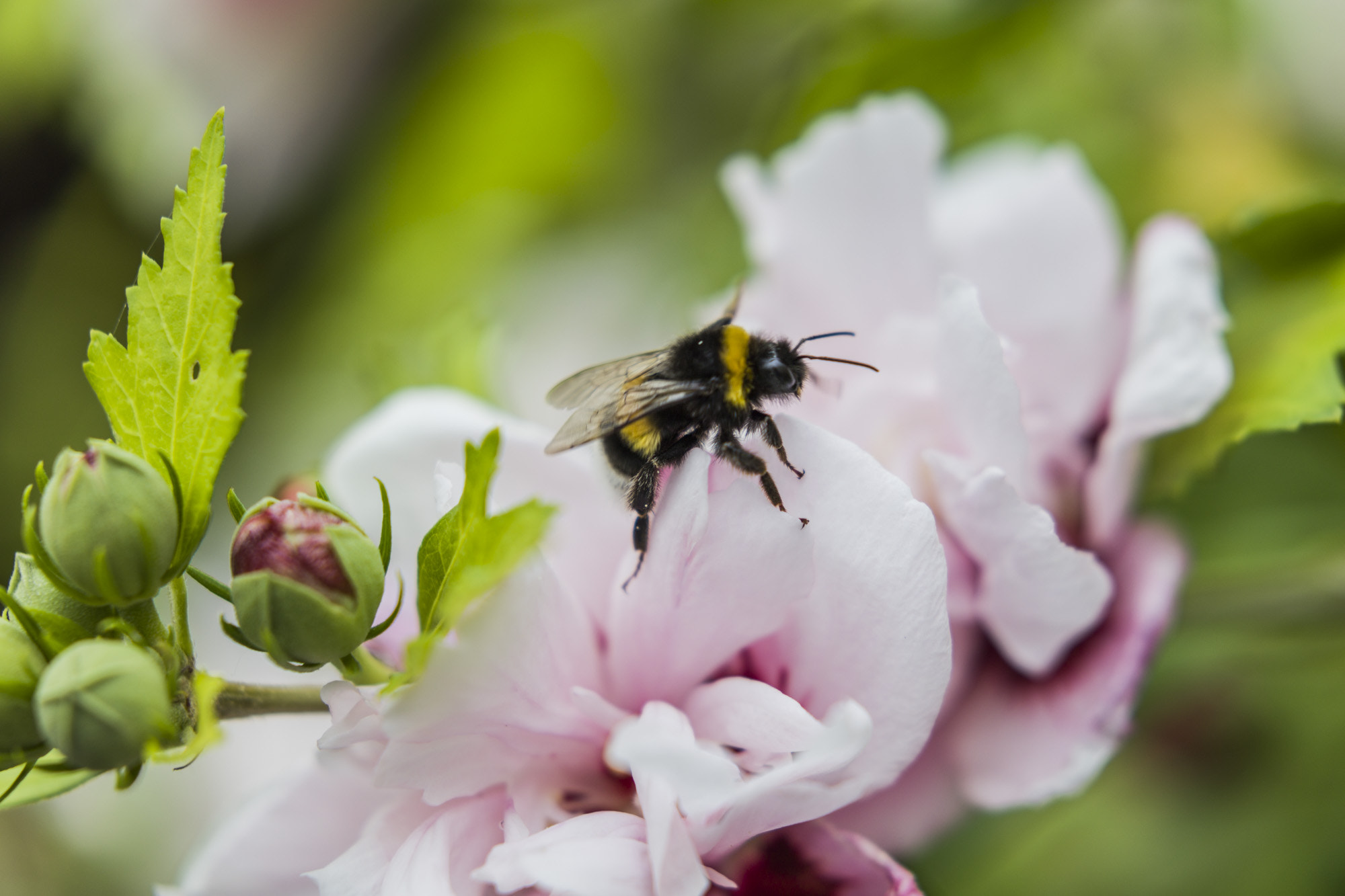 Canon EOS 5DS + Canon EF 100mm F2.8L Macro IS USM sample photo. Bee photography