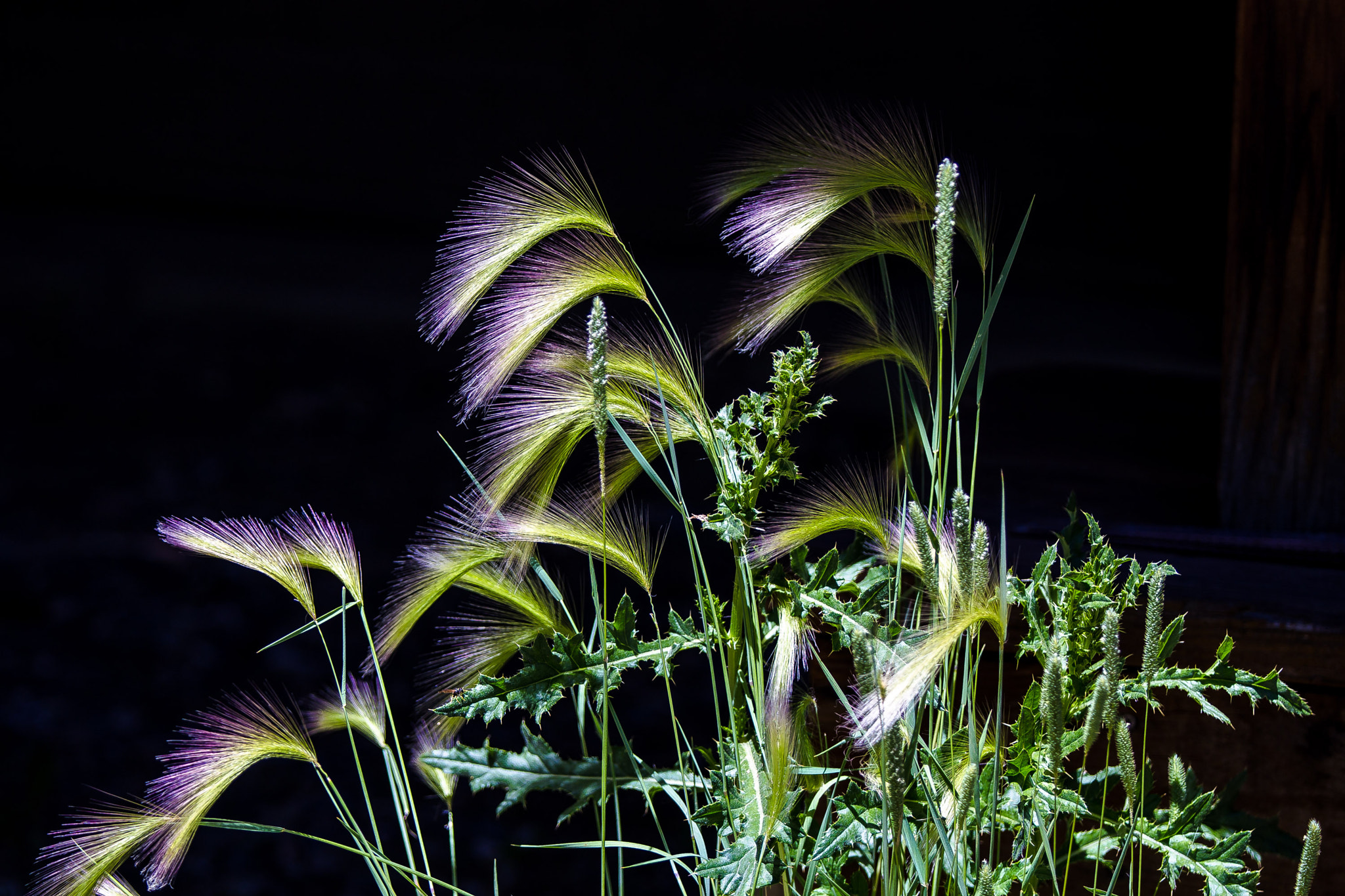 Canon EOS 6D + Canon EF 70-200mm F2.8L IS II USM sample photo. Fox tail grass in the morning sun! photography