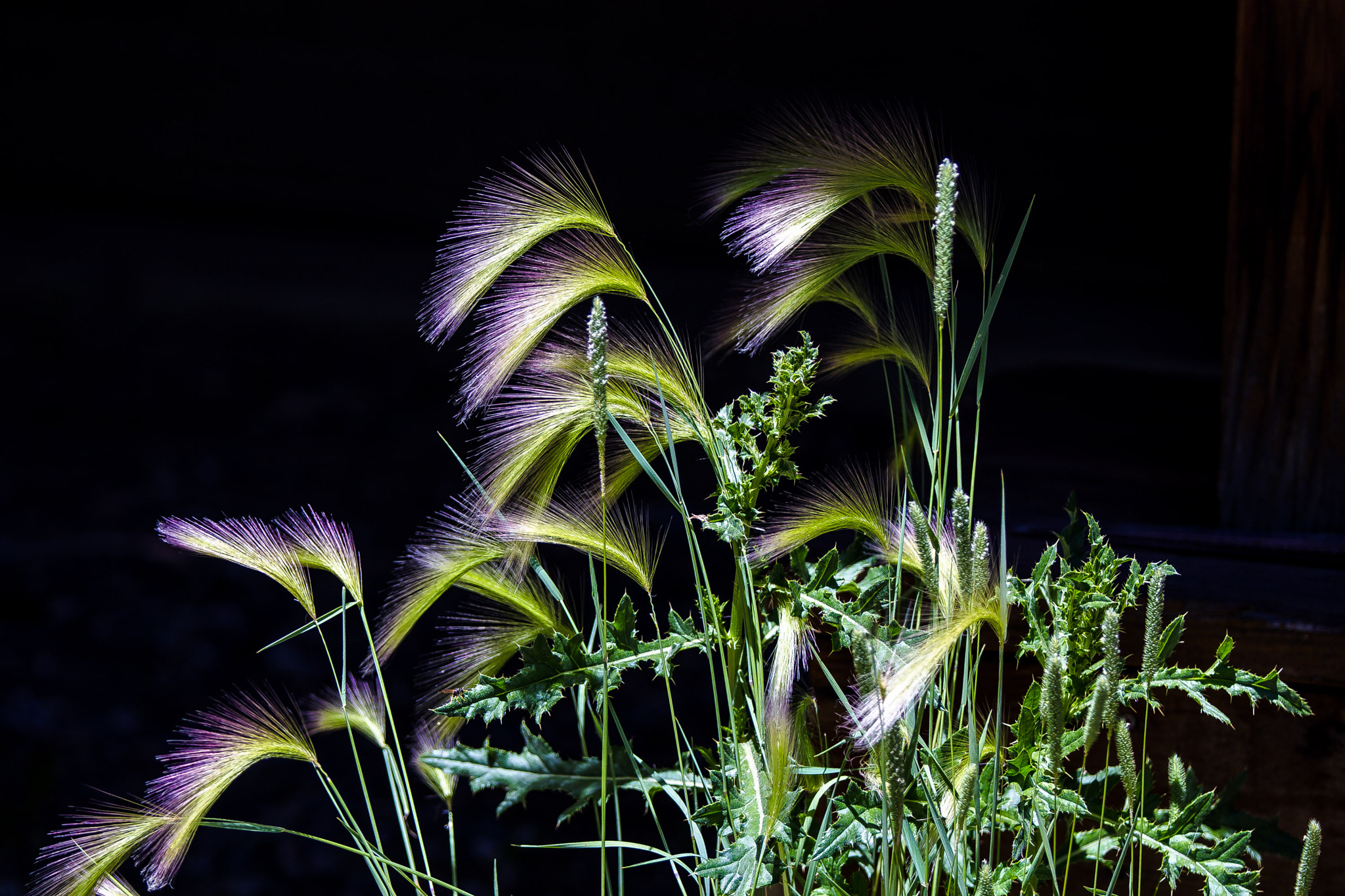 Canon EF 70-200mm F2.8L IS II USM sample photo. Fox tail grass in the morning sun! photography