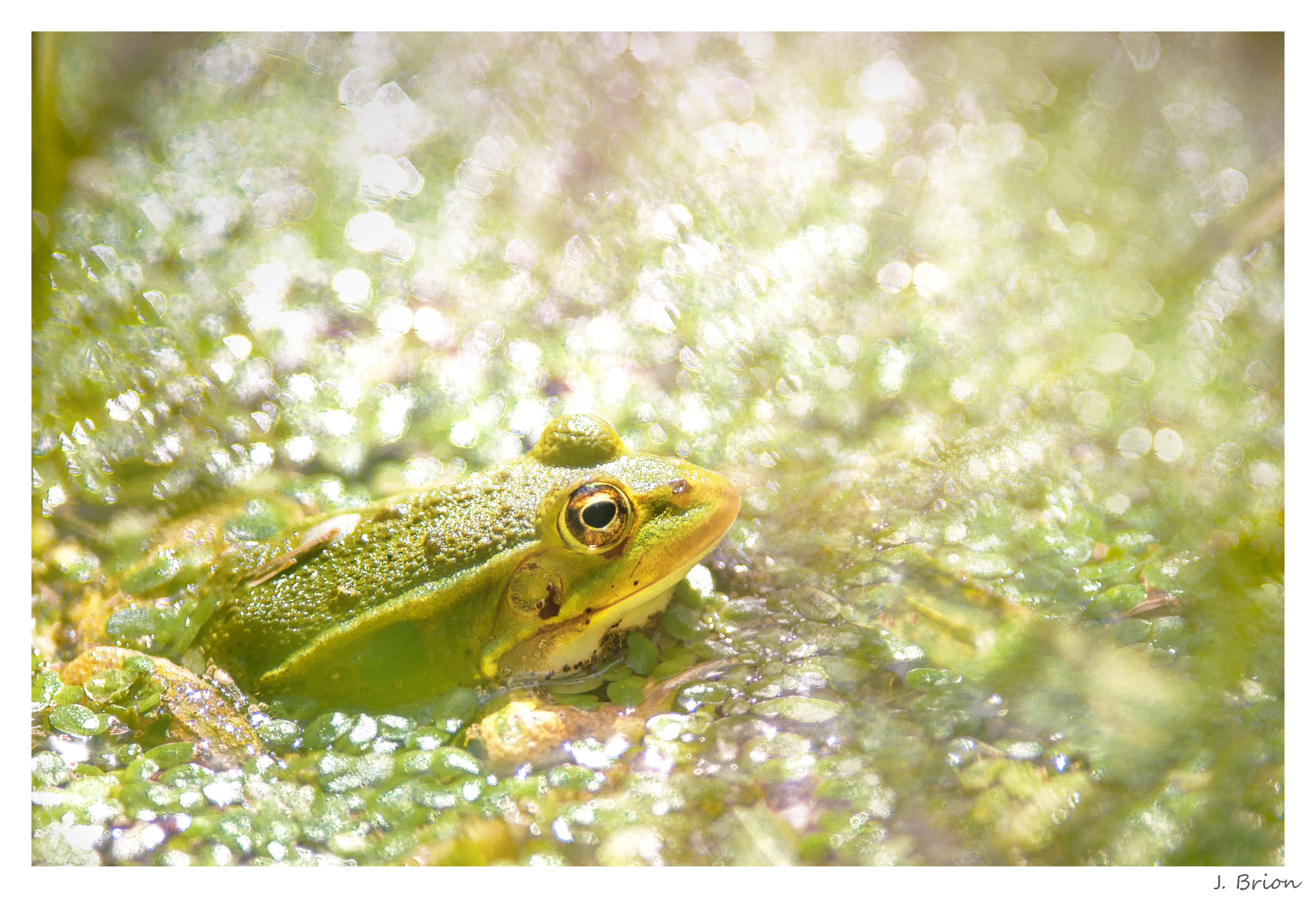 Nikon D90 + Nikon AF-S Nikkor 300mm F4D ED-IF sample photo. Grenouille en vadrouille photography