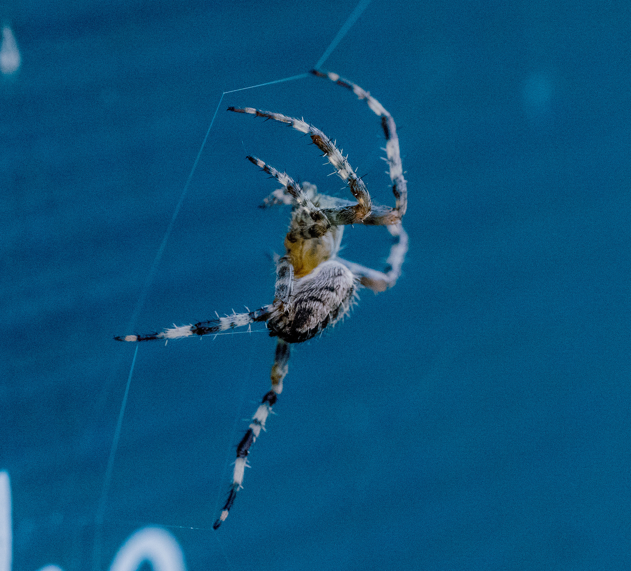 Panasonic Lumix DMC-GM1 sample photo. Balletic spider photography