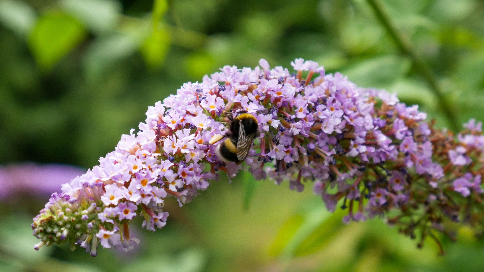Panasonic DMC-G70 sample photo. Bumblebee photography