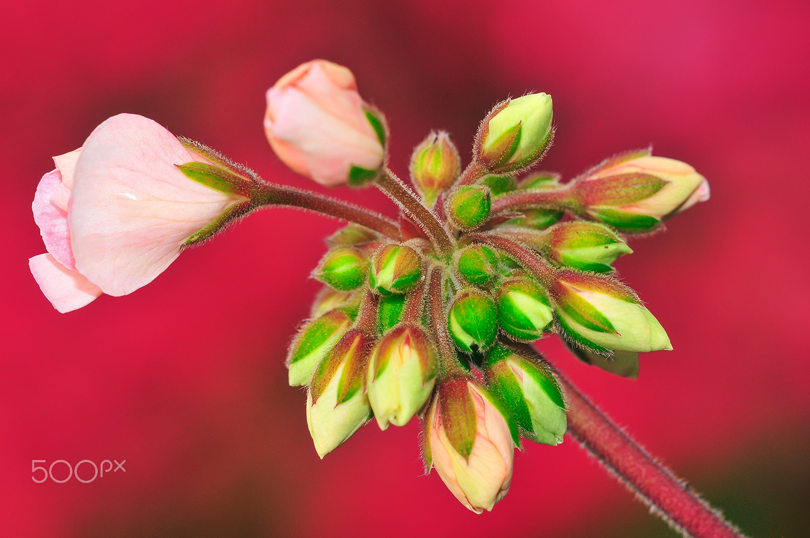 Sigma 150mm F2.8 EX DG Macro HSM sample photo. Flower photography