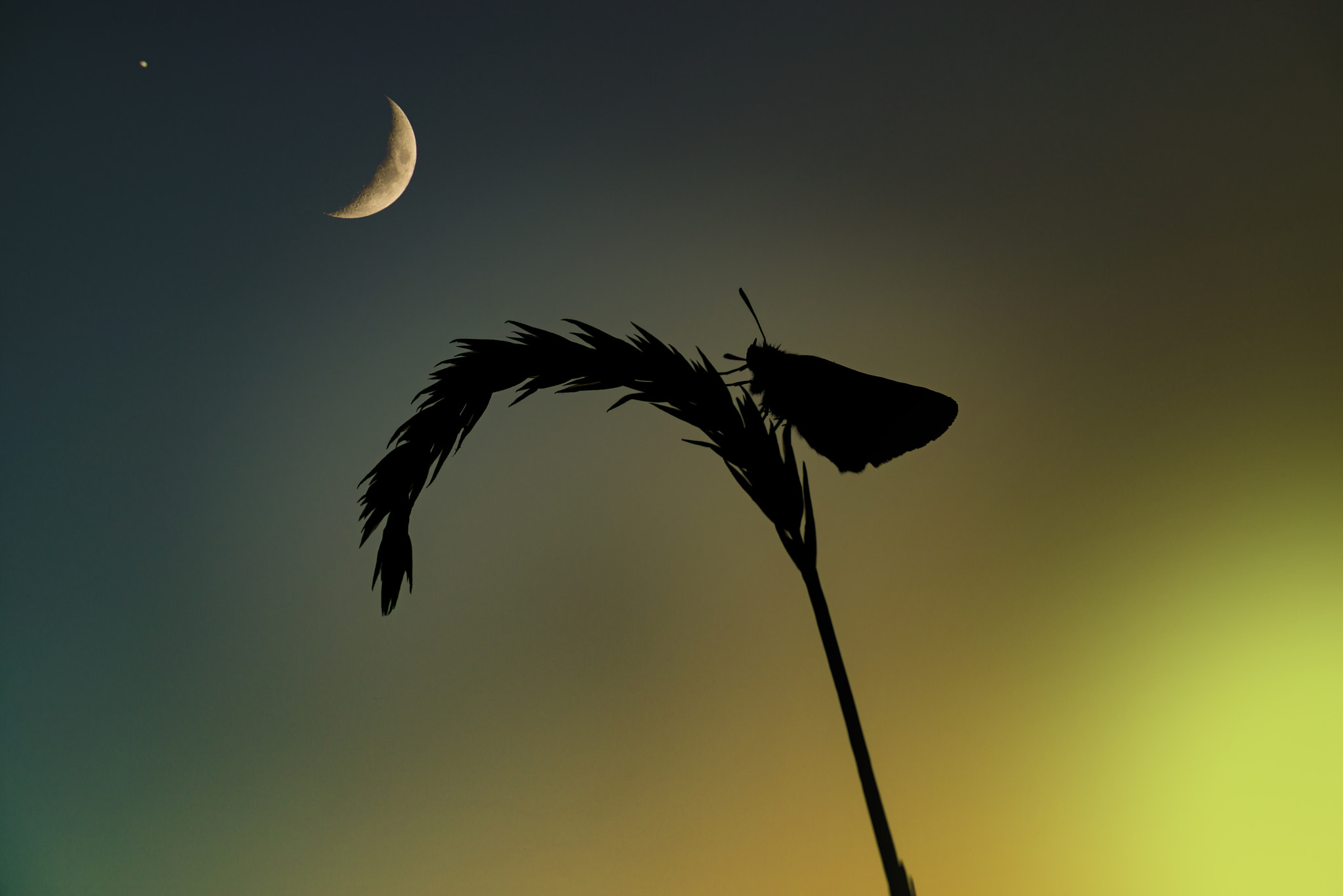 Nikon D800E sample photo. Butterfly silhouette under moonlight photography