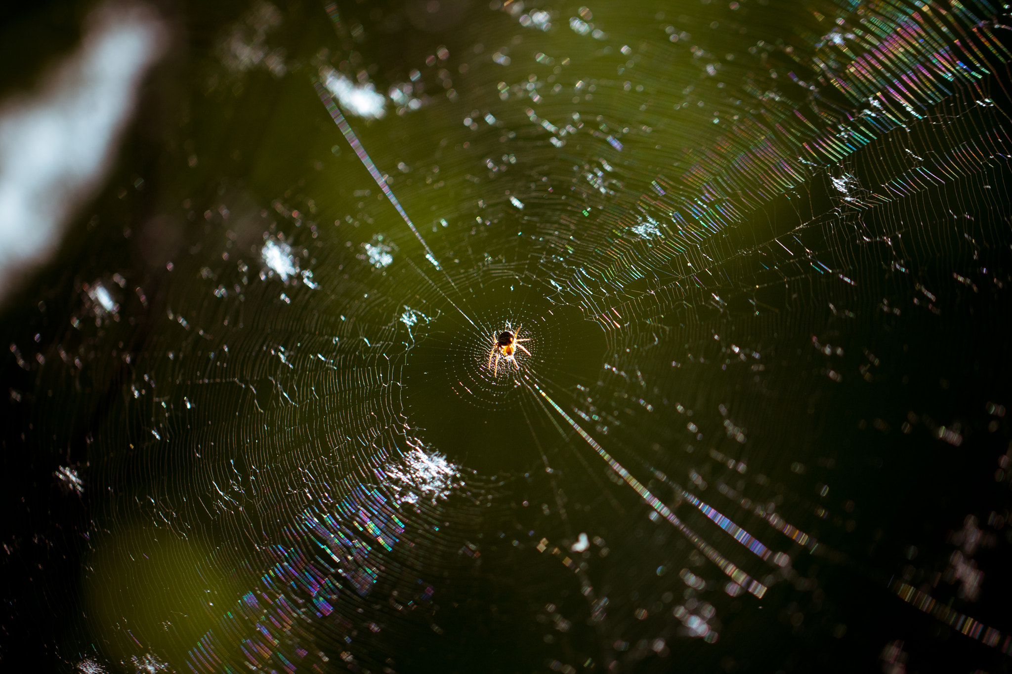 Canon EOS 40D + Canon EF 100mm F2.8L Macro IS USM sample photo. Spiders web photography