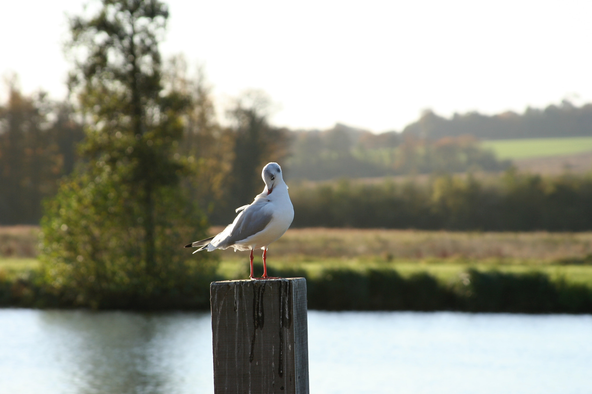 Canon EF 28-135mm F3.5-5.6 IS USM sample photo. Henley bird photography