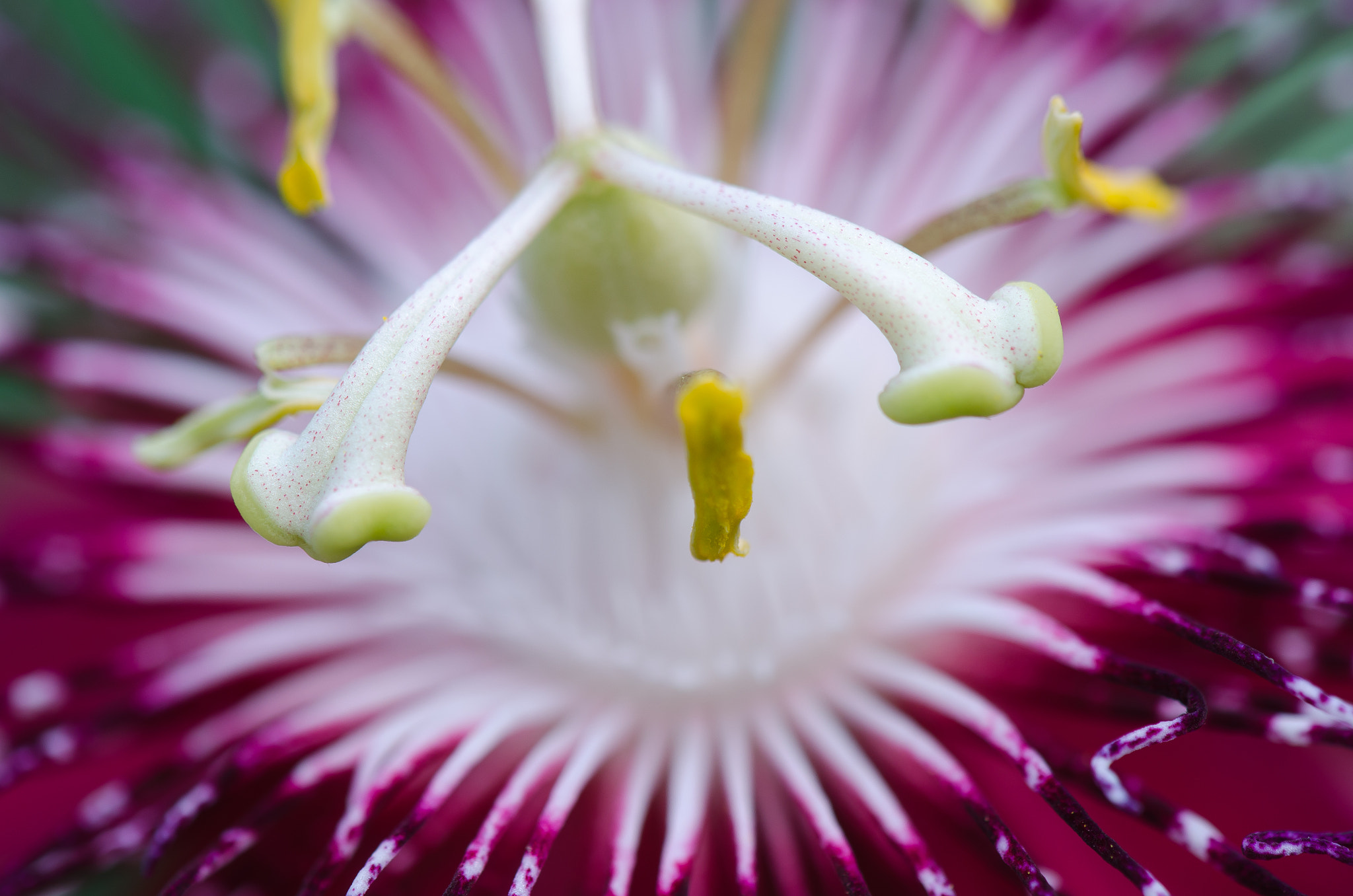 Nikon AF-S DX Micro-Nikkor 85mm F3.5G ED VR sample photo. Passion flower photography