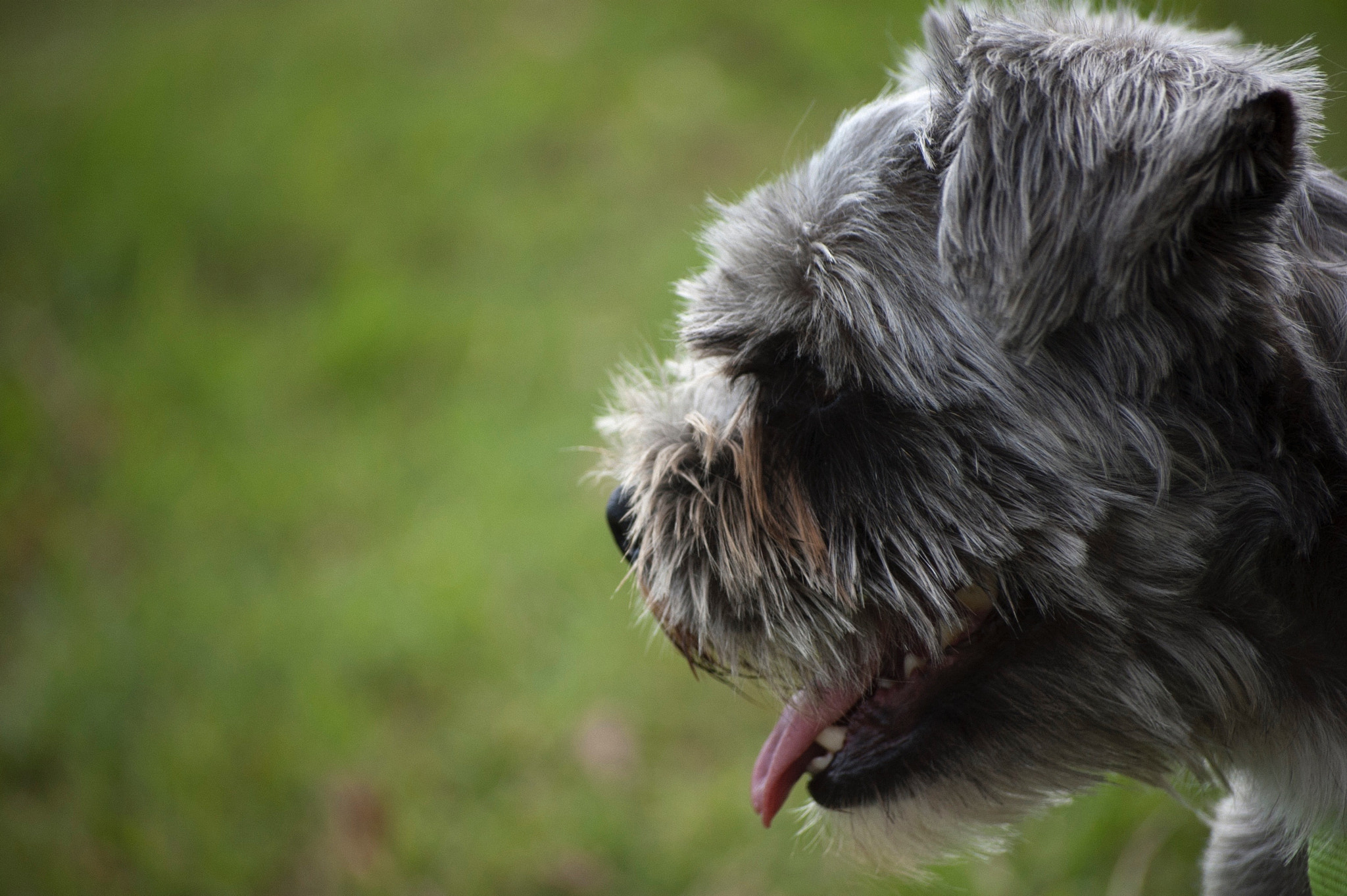 Nikon D50 sample photo. Buddy the dog photography
