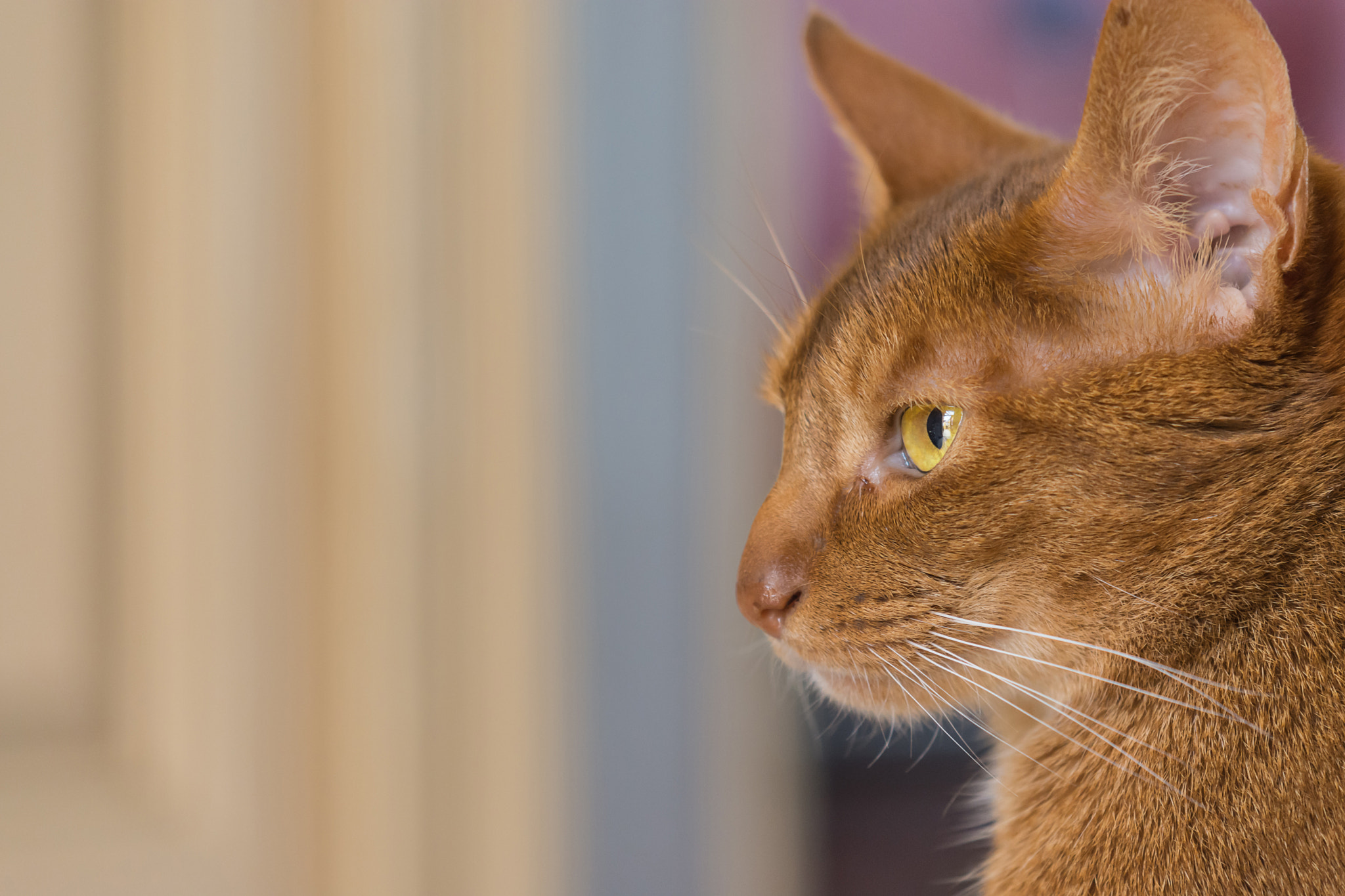 Nikon AF-S DX Micro-Nikkor 85mm F3.5G ED VR sample photo. Abyssinian photography