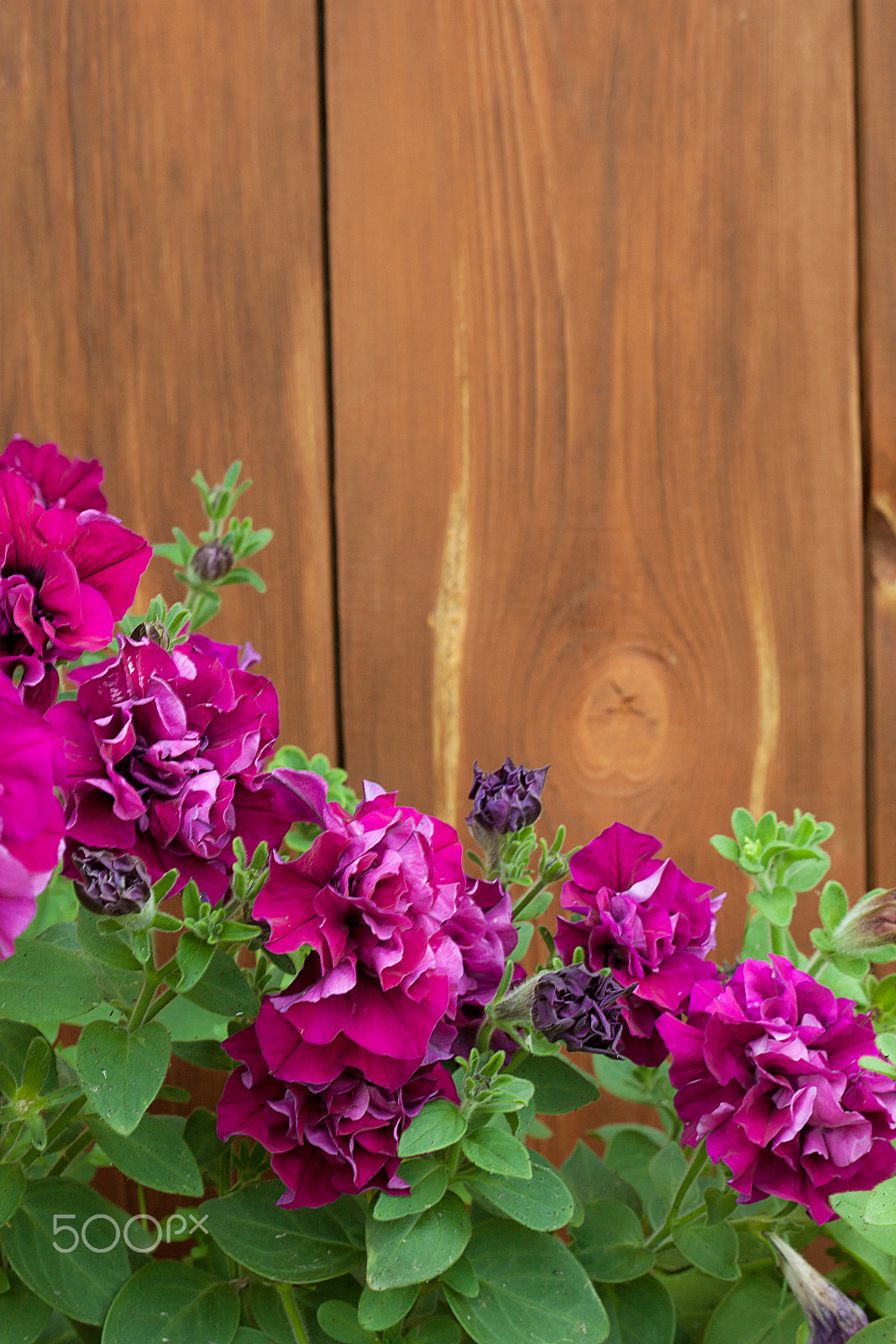 Canon EOS 500D (EOS Rebel T1i / EOS Kiss X3) + Canon EF 50mm F1.8 II sample photo. Petunia flowers on a background of natural wood photography