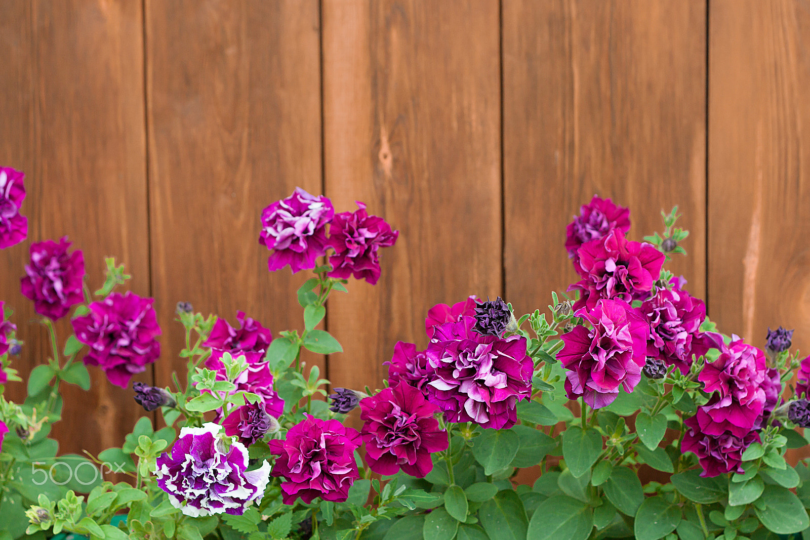 Canon EOS 500D (EOS Rebel T1i / EOS Kiss X3) + Canon EF 50mm F1.8 II sample photo. Petunia flowers on a background of natural wood photography