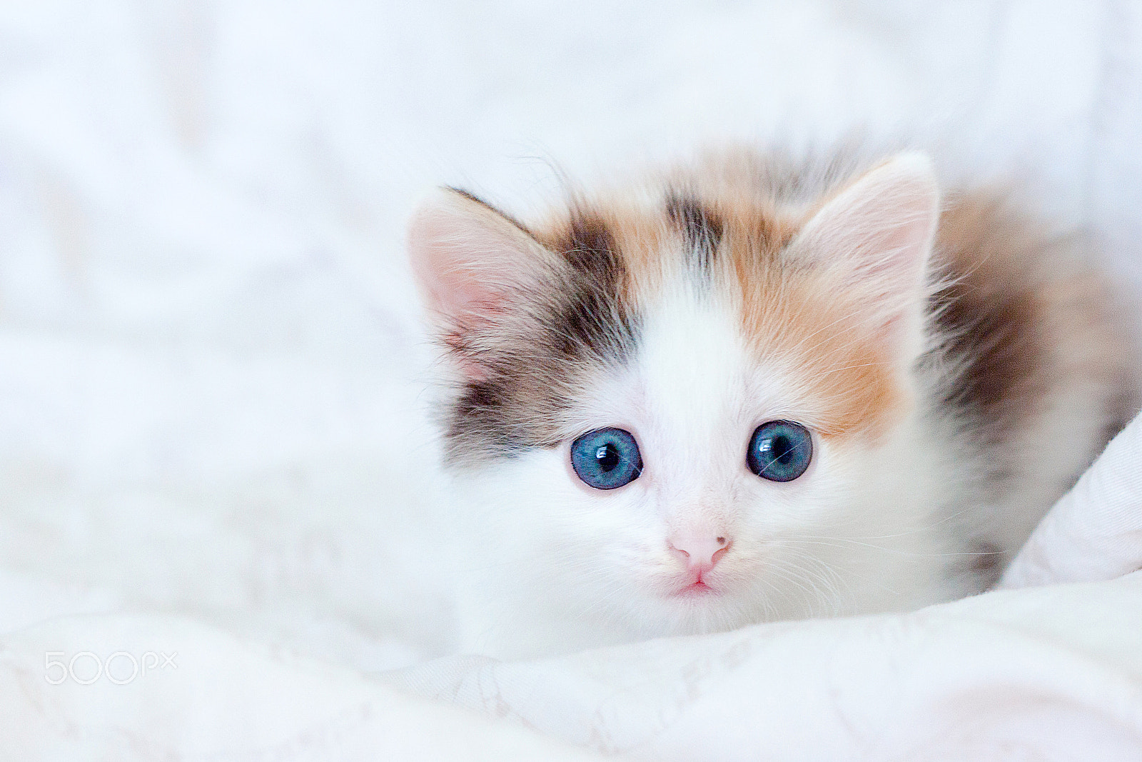 Canon EOS 500D (EOS Rebel T1i / EOS Kiss X3) + Canon EF 50mm F1.8 II sample photo. Tri-color blue eyed kitten lying on rug photography