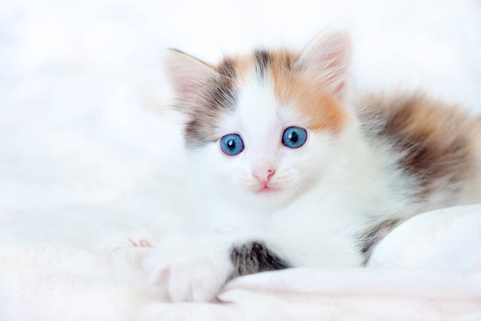 Canon EOS 500D (EOS Rebel T1i / EOS Kiss X3) + Canon EF 50mm F1.8 II sample photo. Tri-color blue eyed kitten lying photography