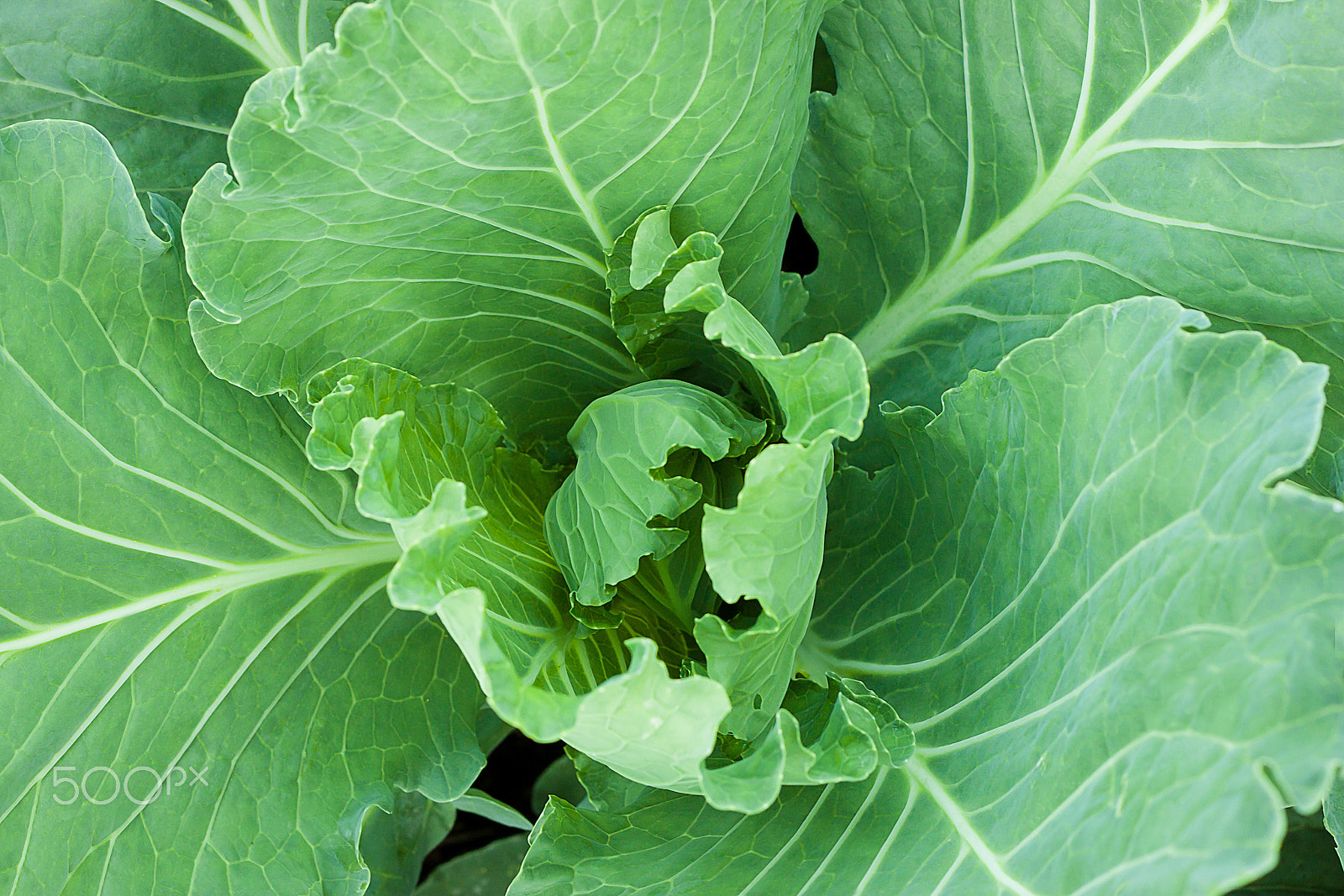 Canon EOS 500D (EOS Rebel T1i / EOS Kiss X3) + Canon EF 50mm F1.8 II sample photo. The green fresh cabbage leaves closeup photography